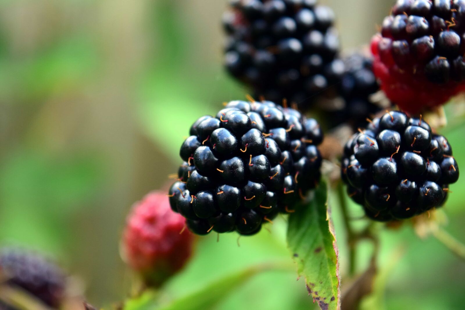 Nikon D3300 sample photo. Fruit, berry, food, nature photography
