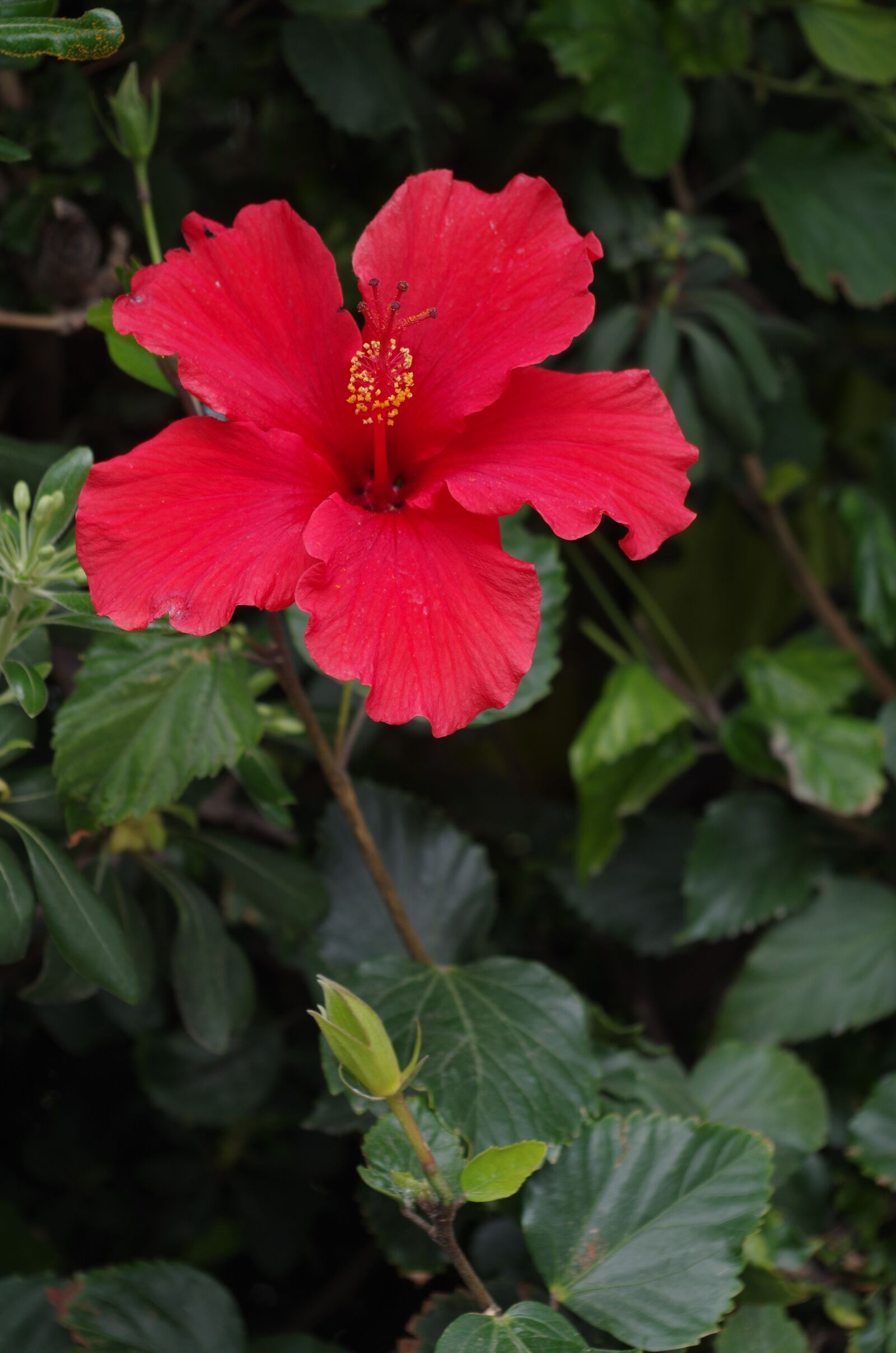 Pentax K-30 sample photo. Hibiscus, flower, floral photography