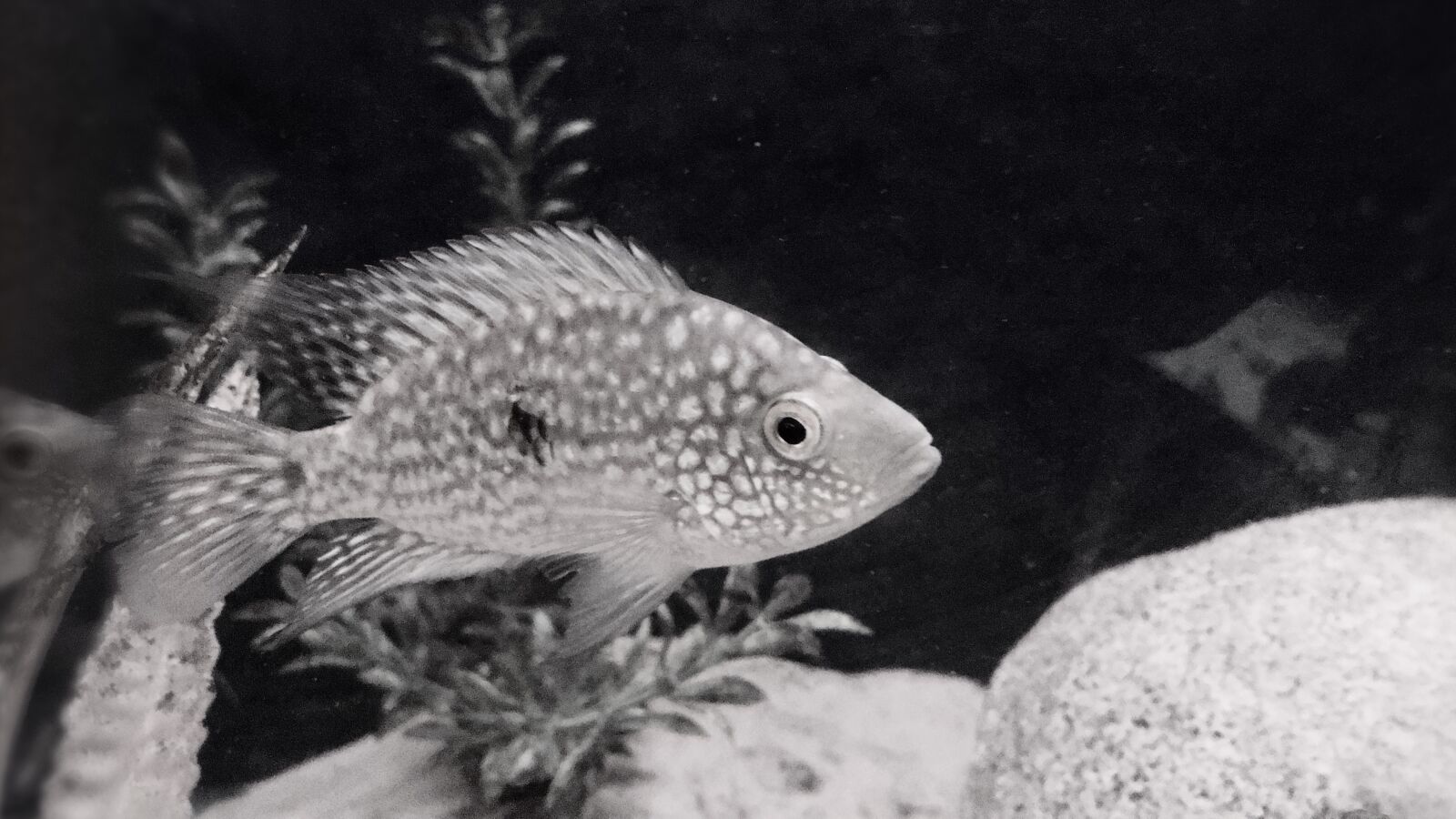 iPhone 6s back camera 4.15mm f/2.2 sample photo. Fish photography
