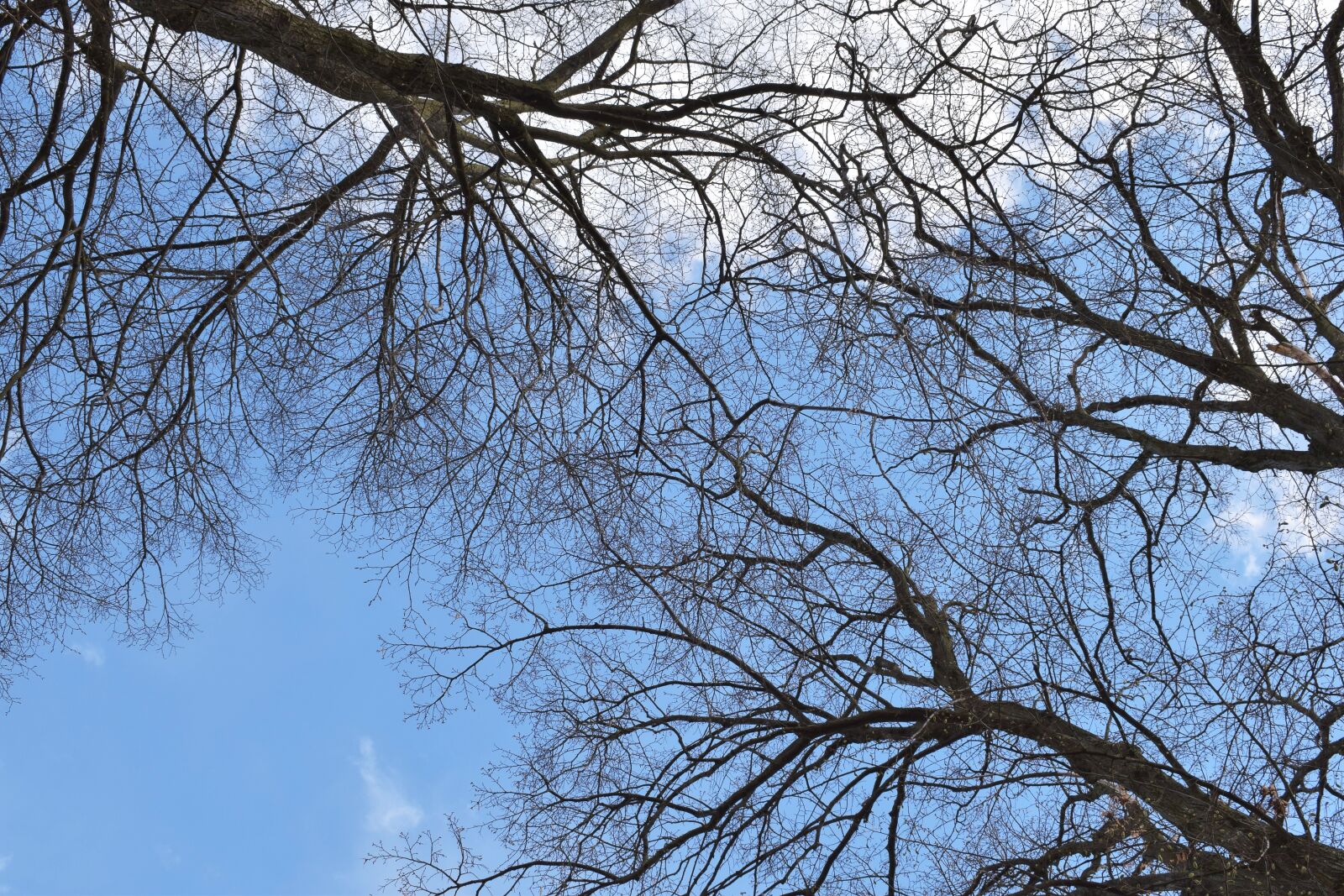 Nikon D5300 sample photo. Forest, tree, sky photography