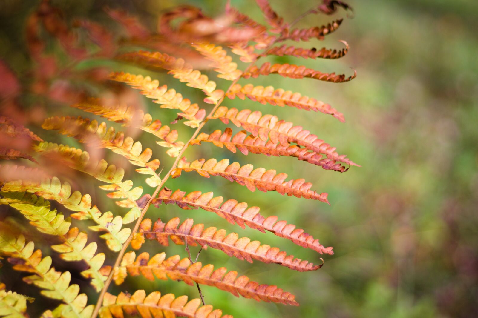 Canon EF 50mm F1.8 STM sample photo. Fern, forest, woods photography