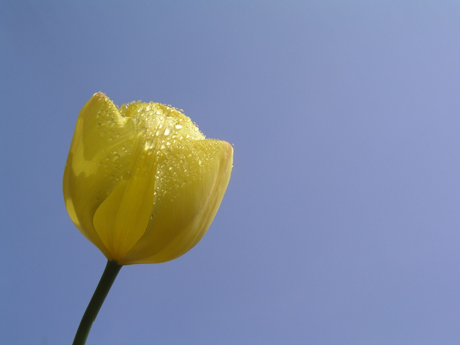 Olympus C5050Z sample photo. Tulips, flower, bloom photography