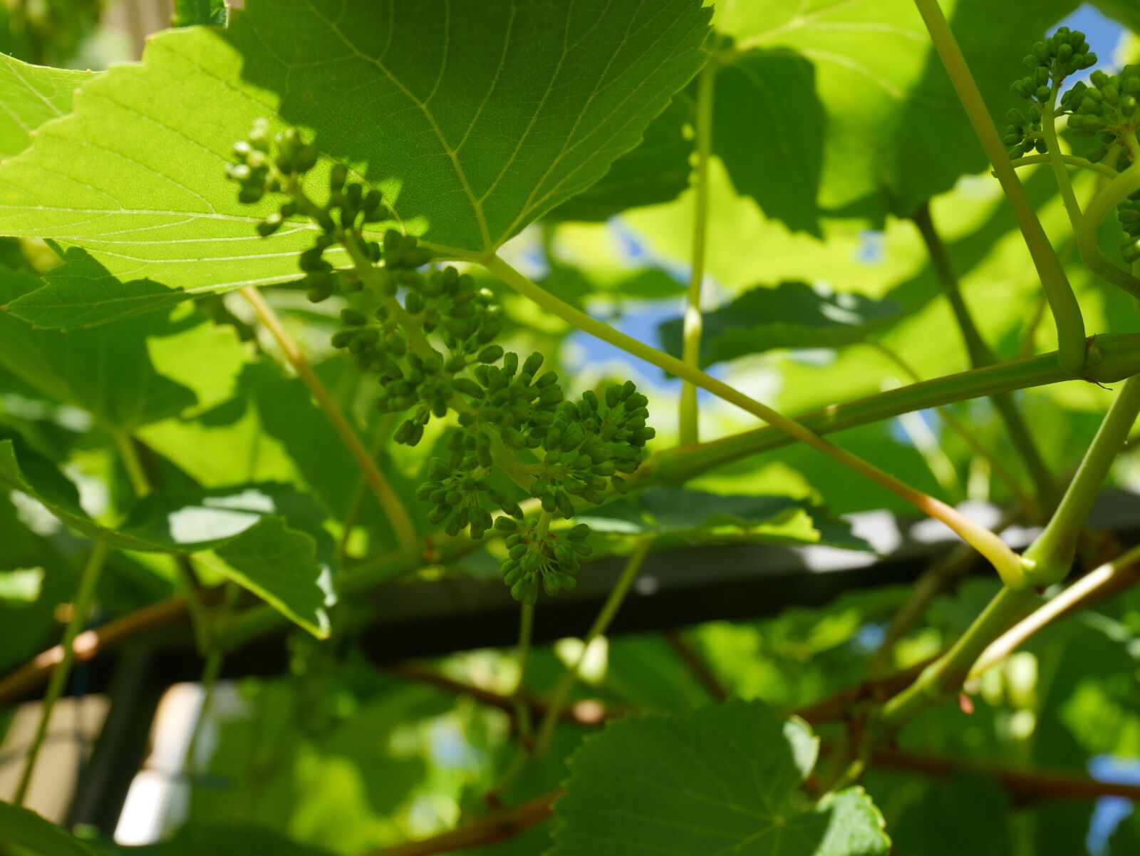 Panasonic Lumix DMC-GF7 sample photo. Leaf, grapes, green photography