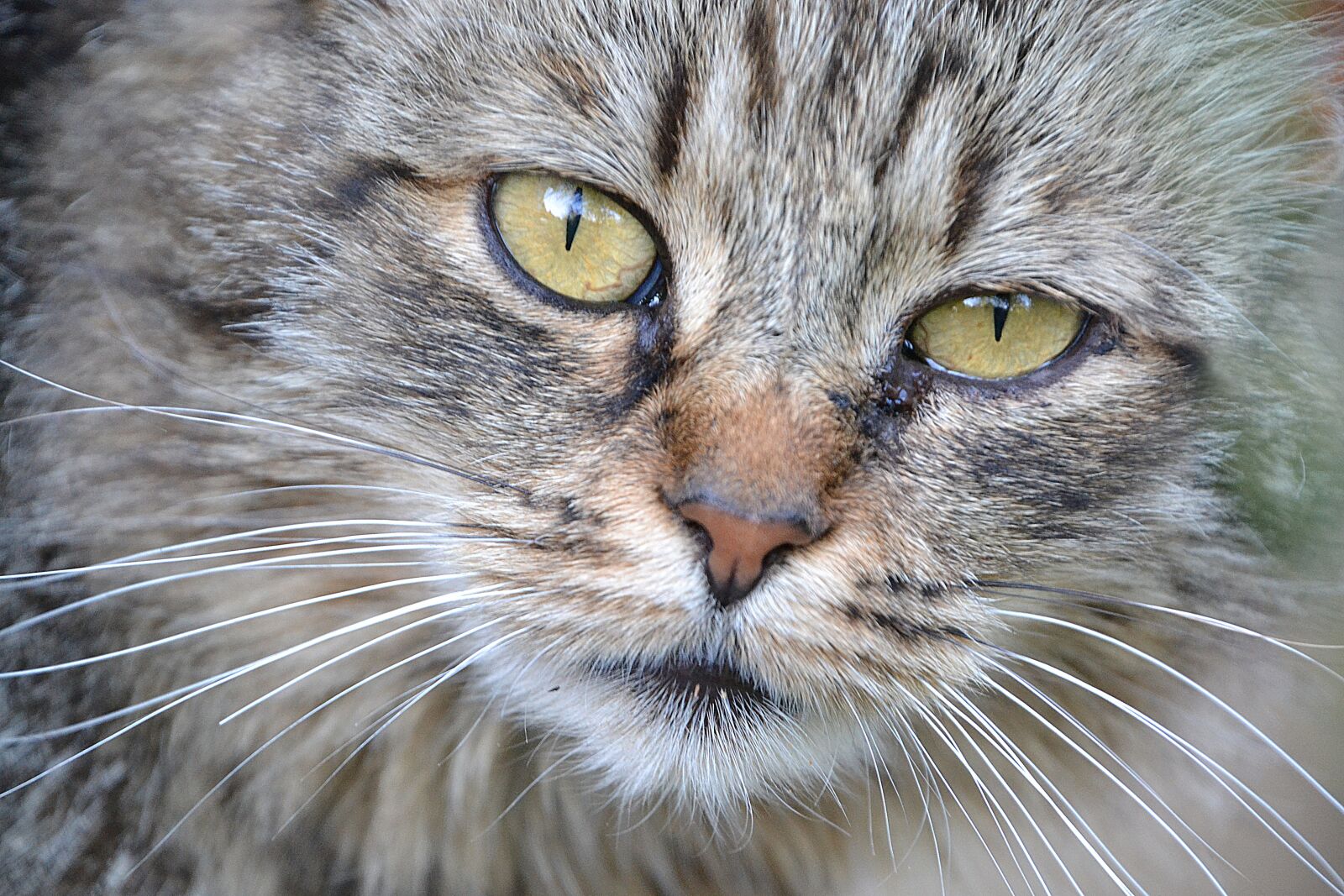 Nikon D3100 sample photo. Cat, close up, view photography