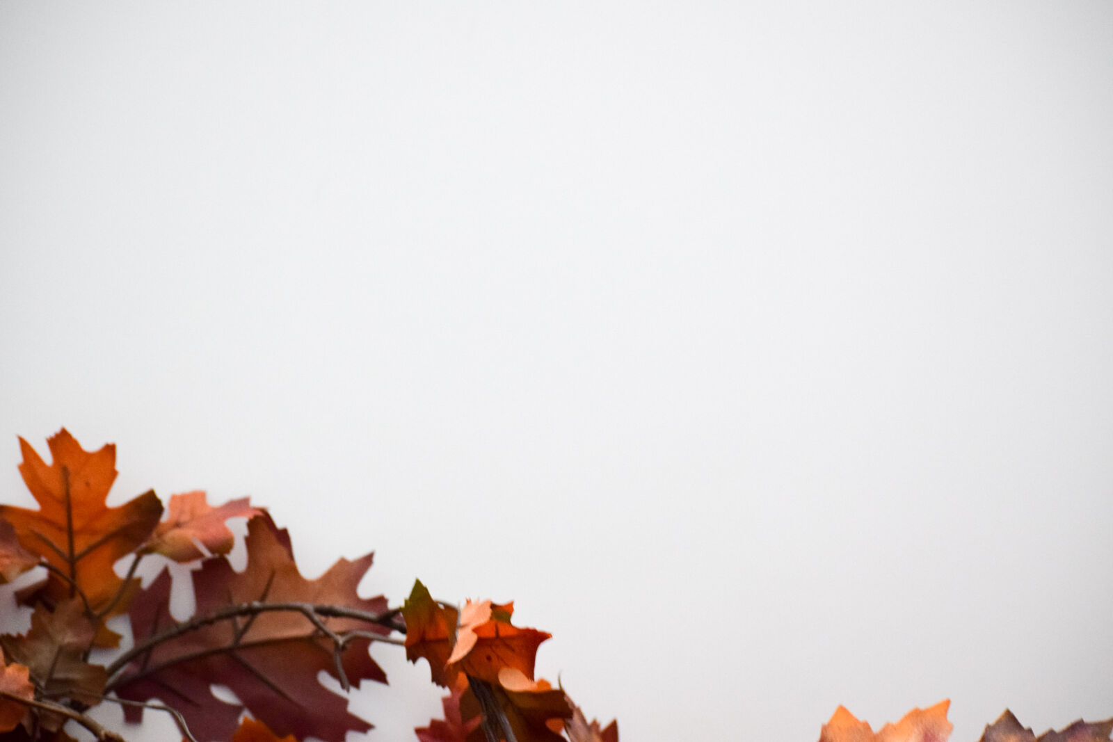 Nikon D3300 sample photo. Autumn, fall, fall, foliage photography