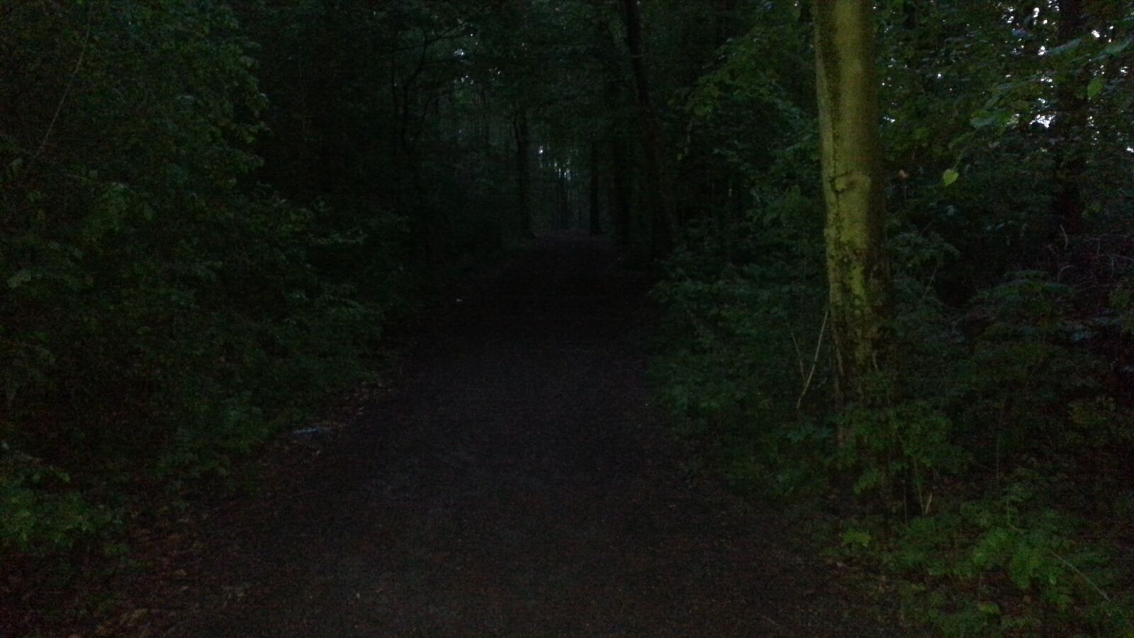 Samsung Galaxy Note2 sample photo. Flower mountain, cologne, forest photography