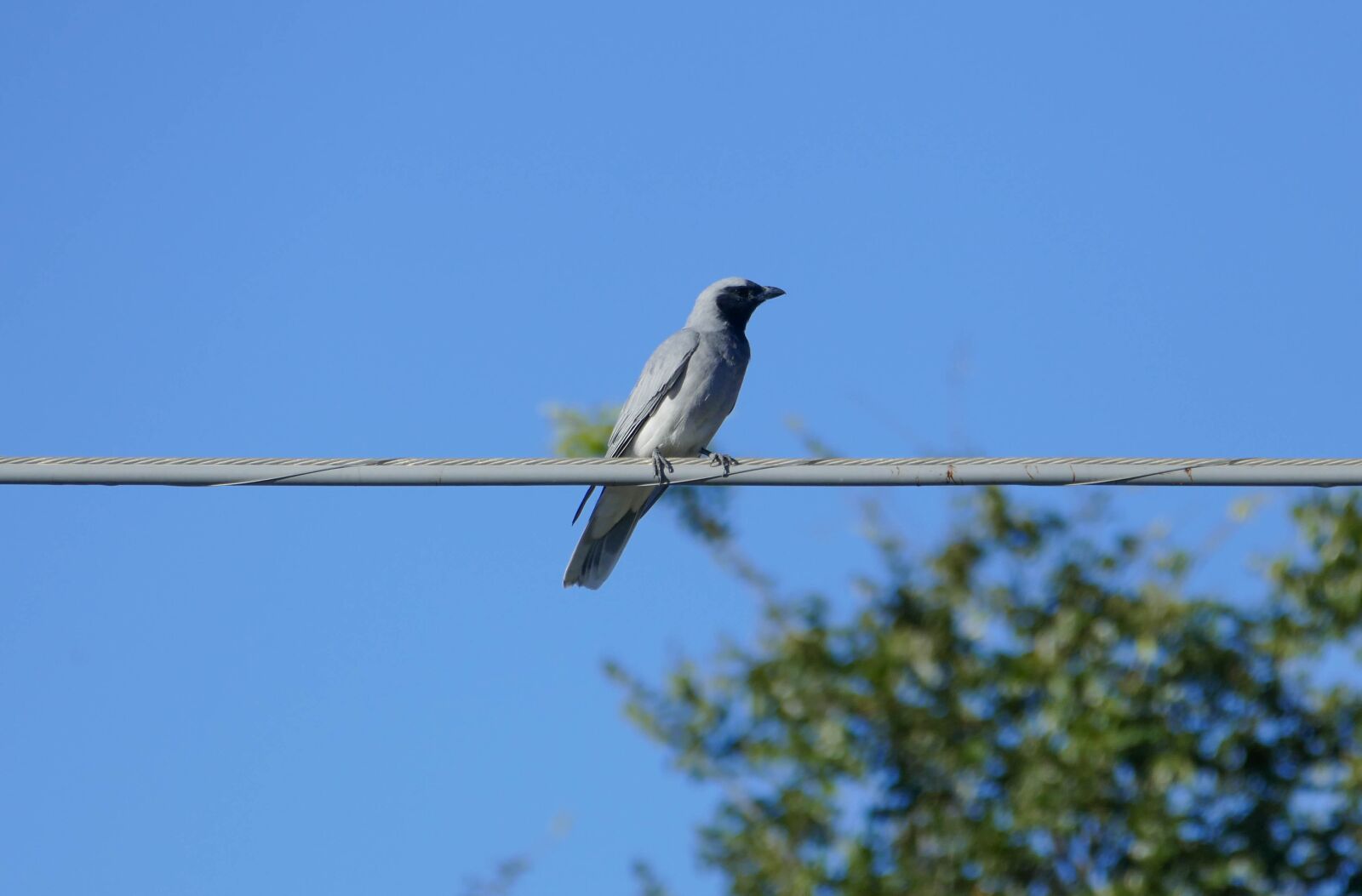 Panasonic Lumix DMC-FZ1000 sample photo. Australian, bird, native photography