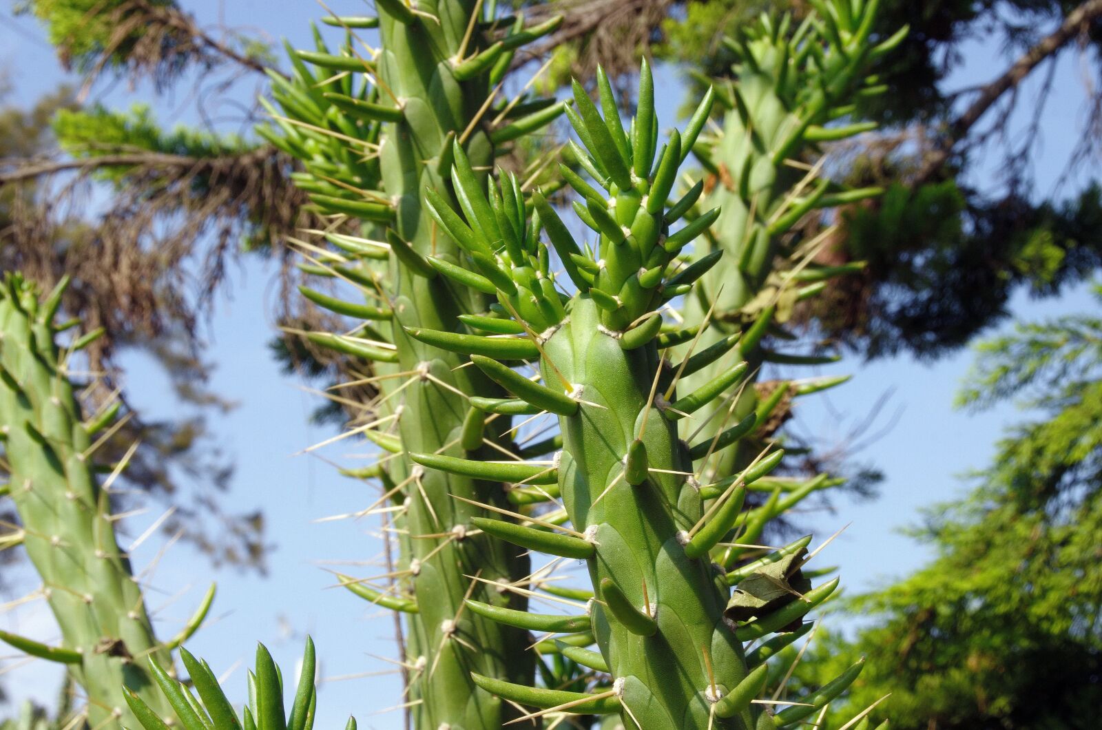 Pentax K-5 sample photo. Mexico, cactus, succulent photography