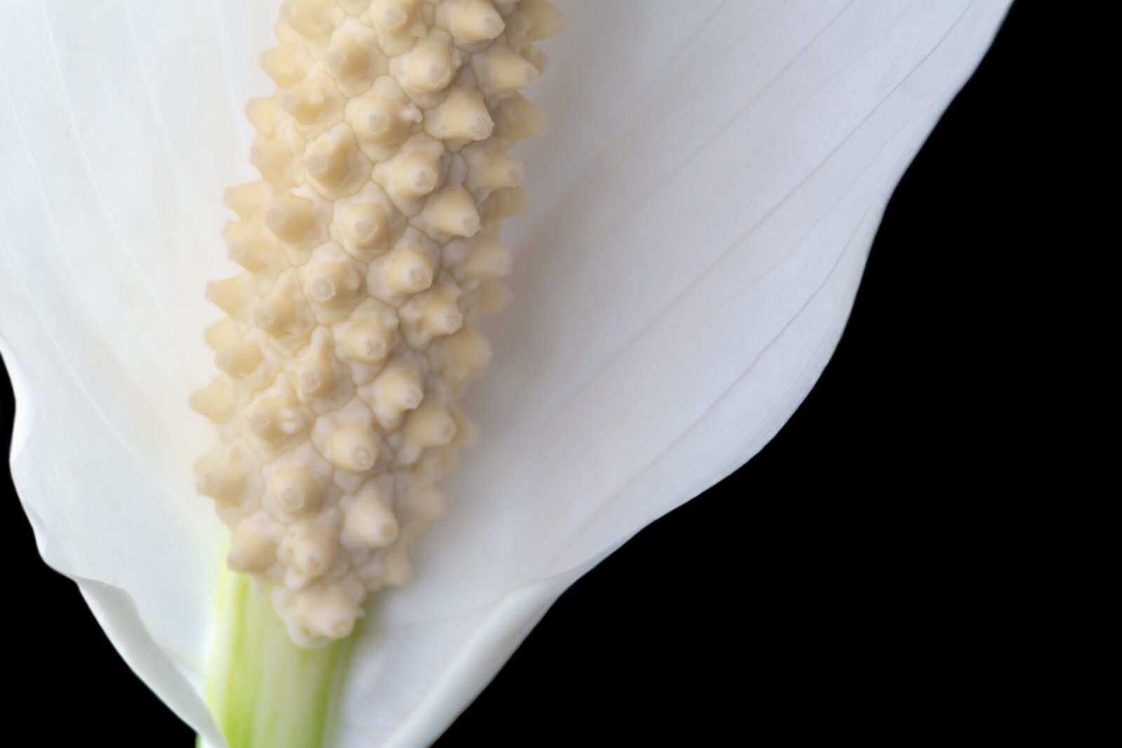 Canon EOS 100D (EOS Rebel SL1 / EOS Kiss X7) sample photo. Spathiphyllum, macro, nature photography