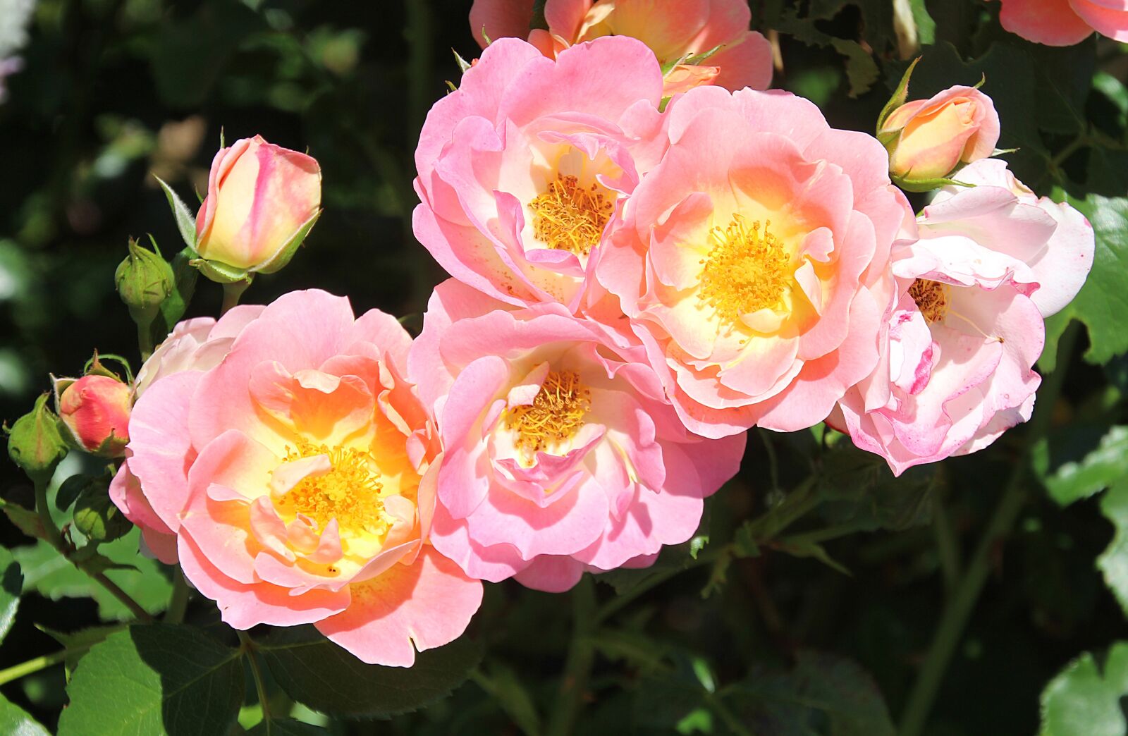 Canon EOS 700D (EOS Rebel T5i / EOS Kiss X7i) sample photo. Flower roses, flora, plant photography
