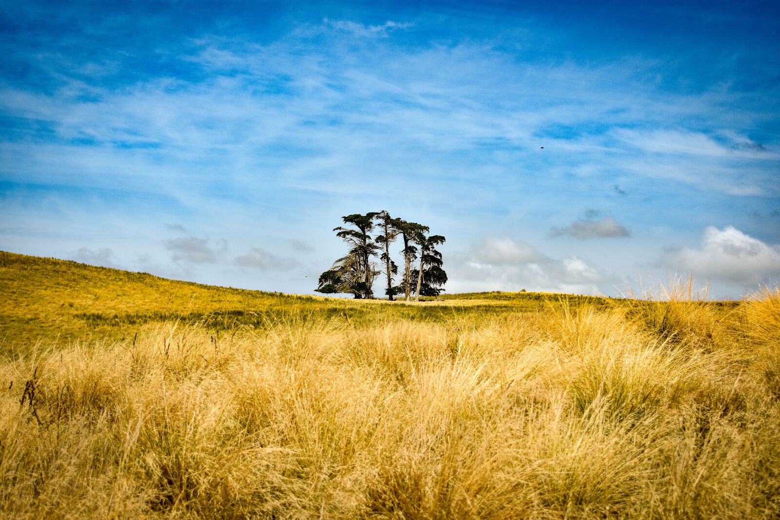 Nikon D3400 sample photo. Tumai beach, grass, brown photography