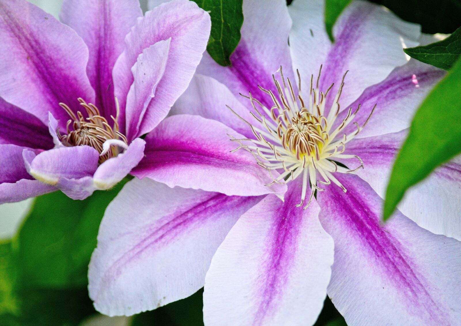 Nikon D3200 sample photo. Flower, clematis, garden photography