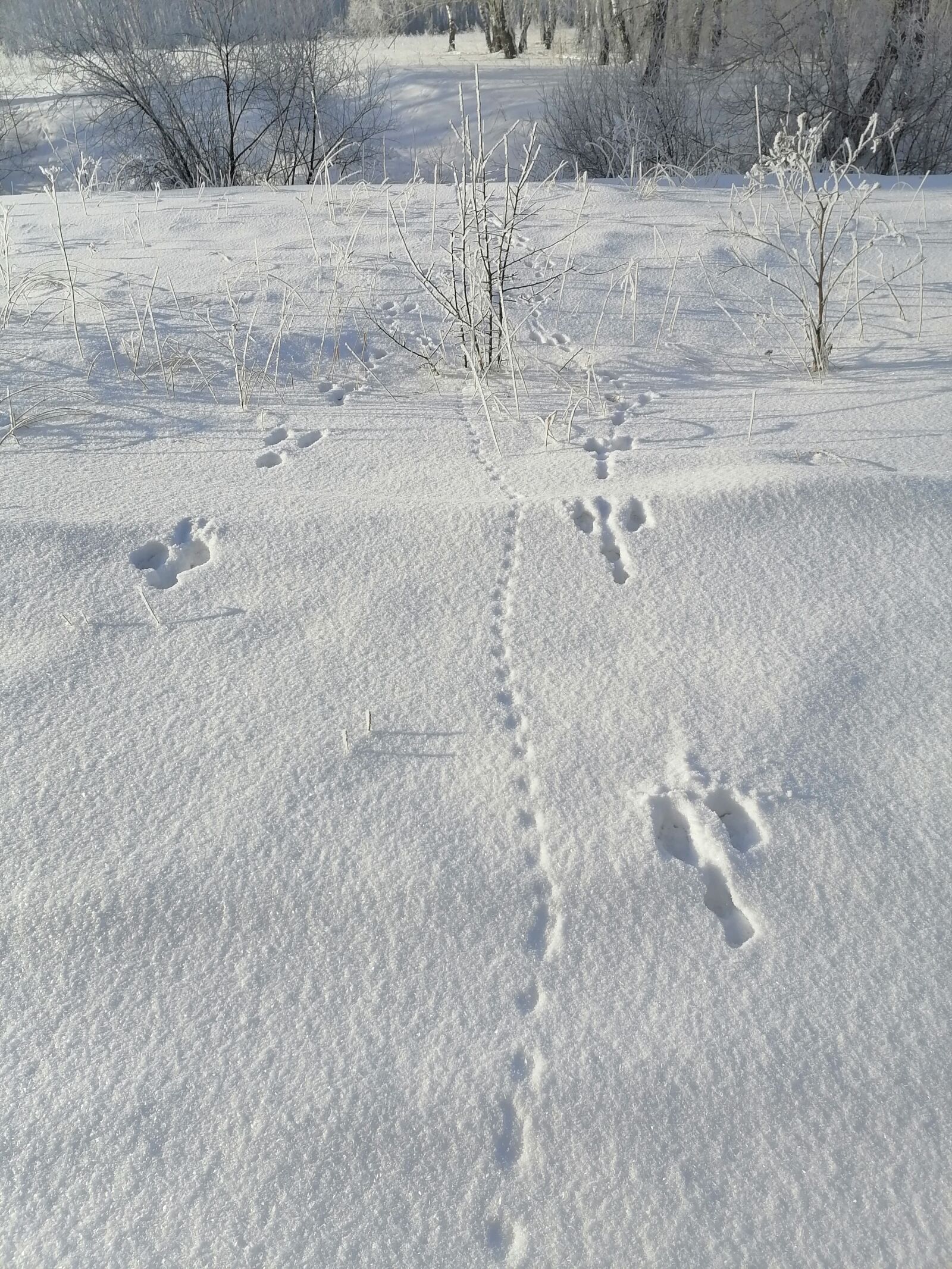 HUAWEI STK-LX1 sample photo. Winter, tracks, hare photography