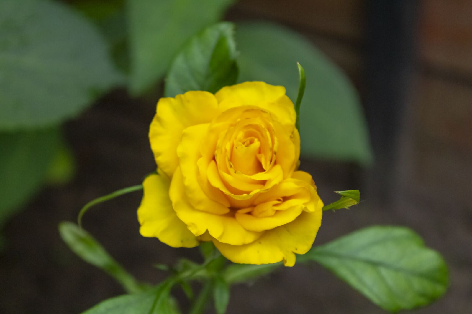 Canon EOS 1300D (EOS Rebel T6 / EOS Kiss X80) sample photo. Rose, tea rose, flower photography