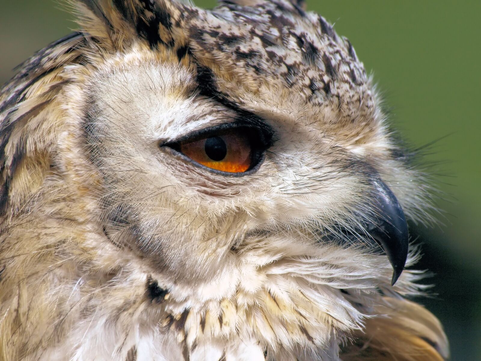Olympus E-510 (EVOLT E-510) sample photo. Portrait, bird, owl photography