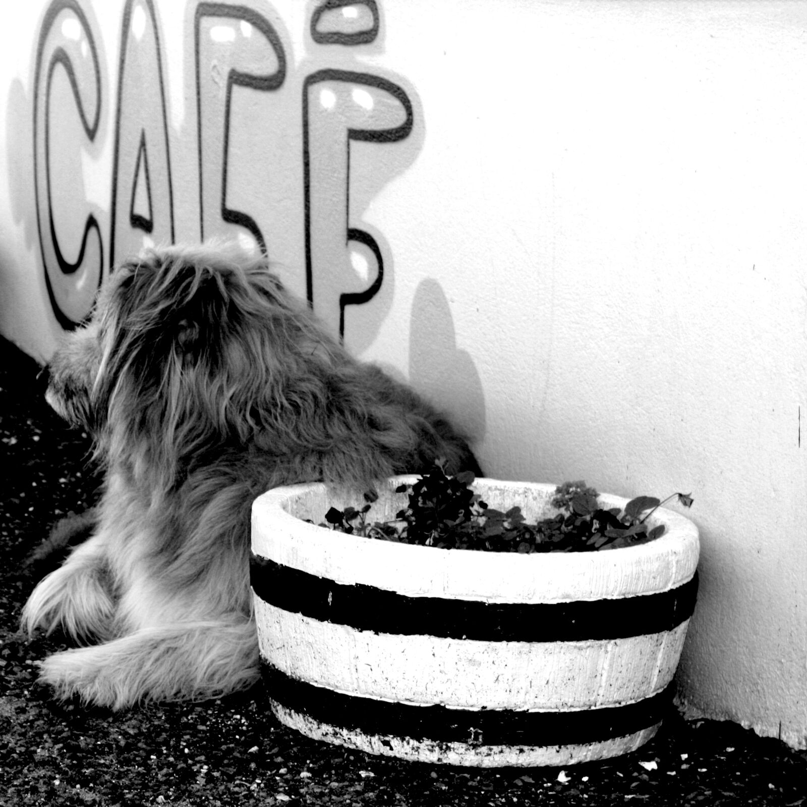 Canon EOS 450D (EOS Rebel XSi / EOS Kiss X2) sample photo. Cafe, dog, beach photography