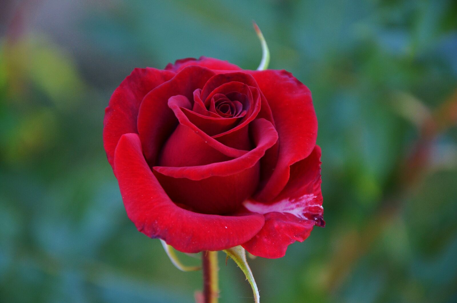Nikon D7000 sample photo. Rose, red, flower photography
