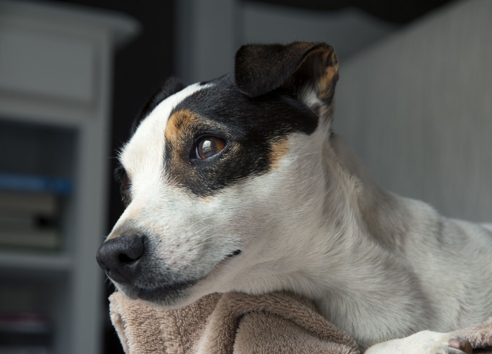 Nikon D5600 sample photo. Jack russel, dog, terrier photography