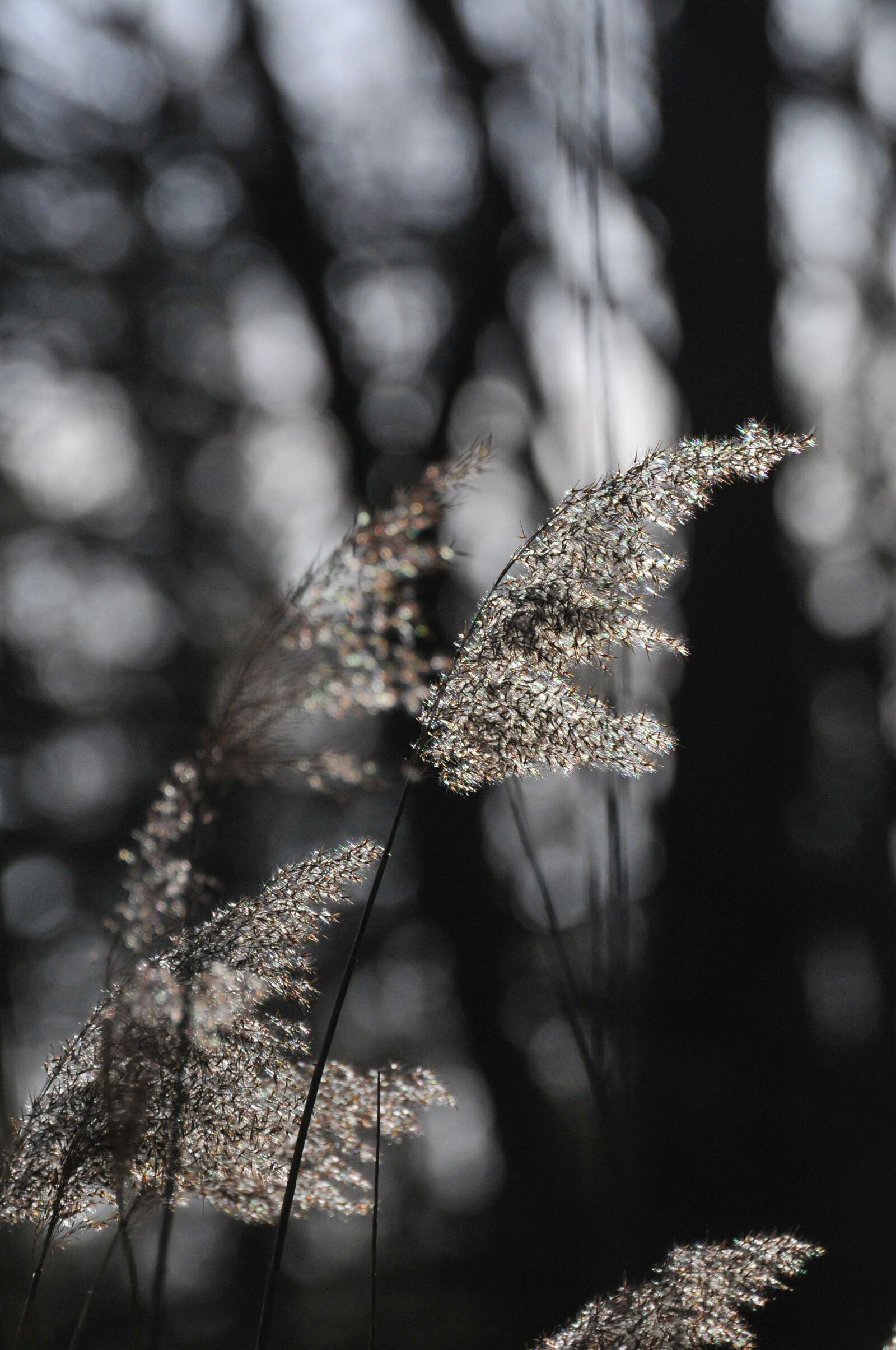 Nikon D300S sample photo. Lichtspiel, nature, grass photography