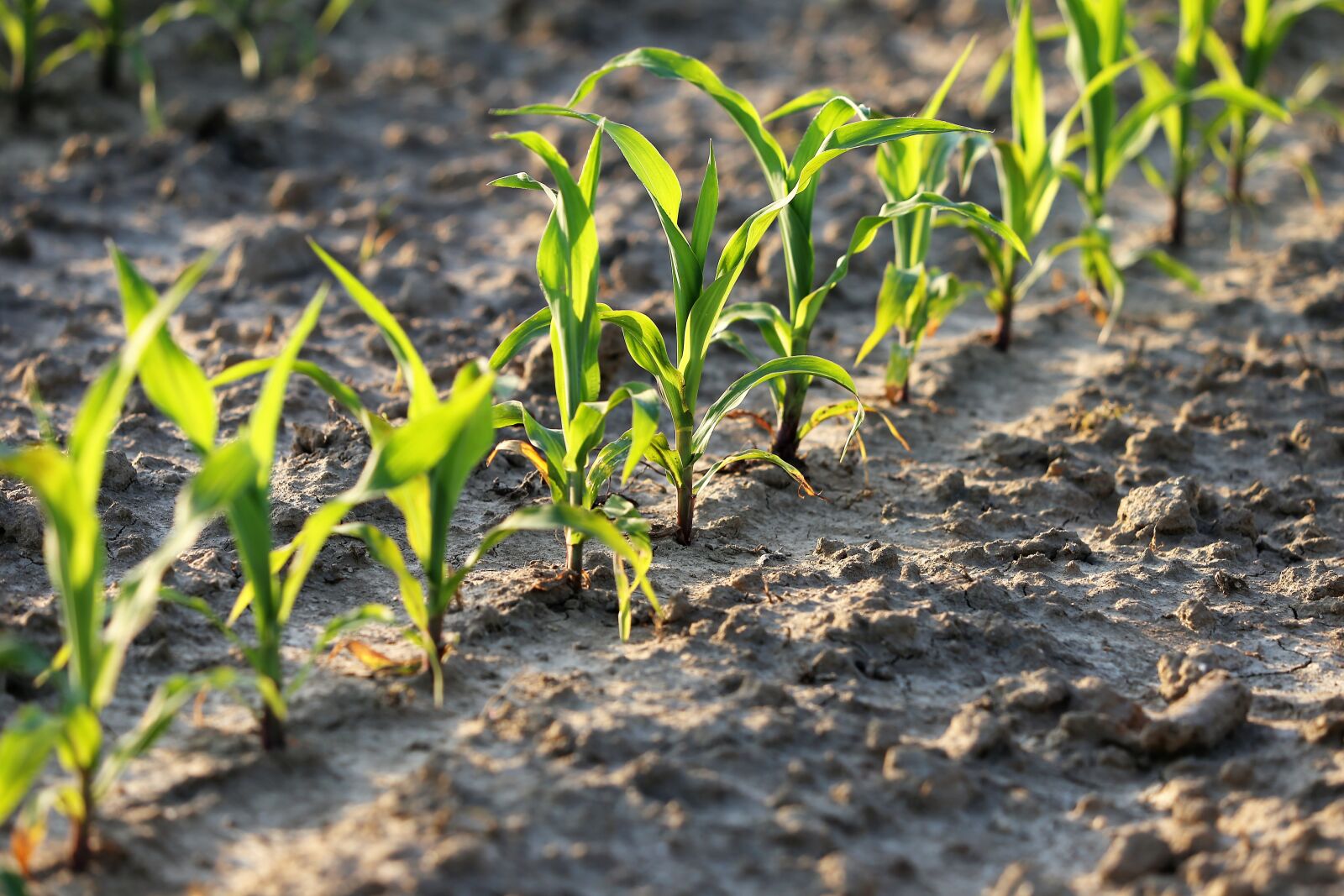 Canon EF 70-300 F4-5.6 IS II USM sample photo. Agriculture, young corn, rows photography