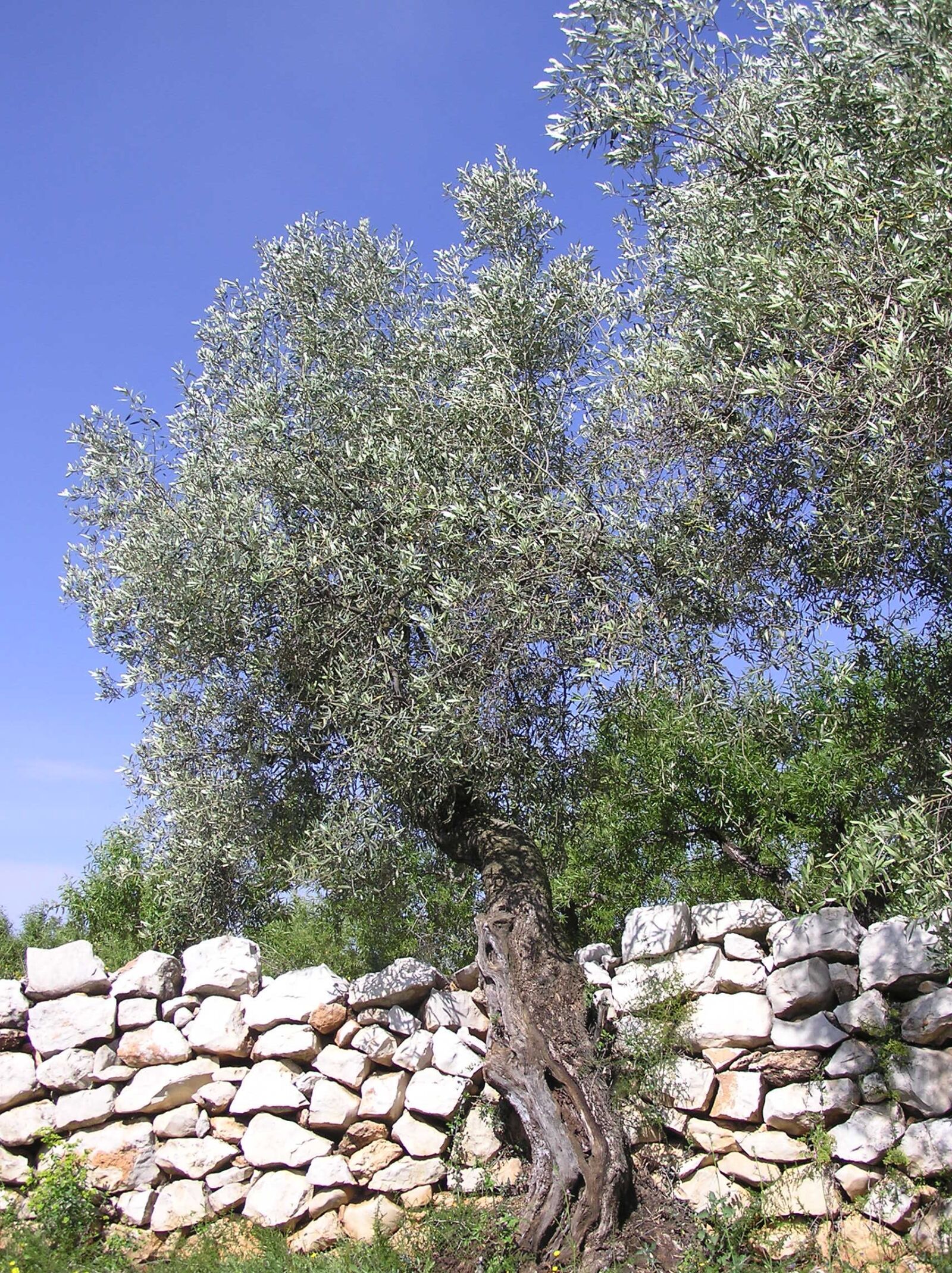 Olympus C750UZ sample photo. Olive, trees, nature photography