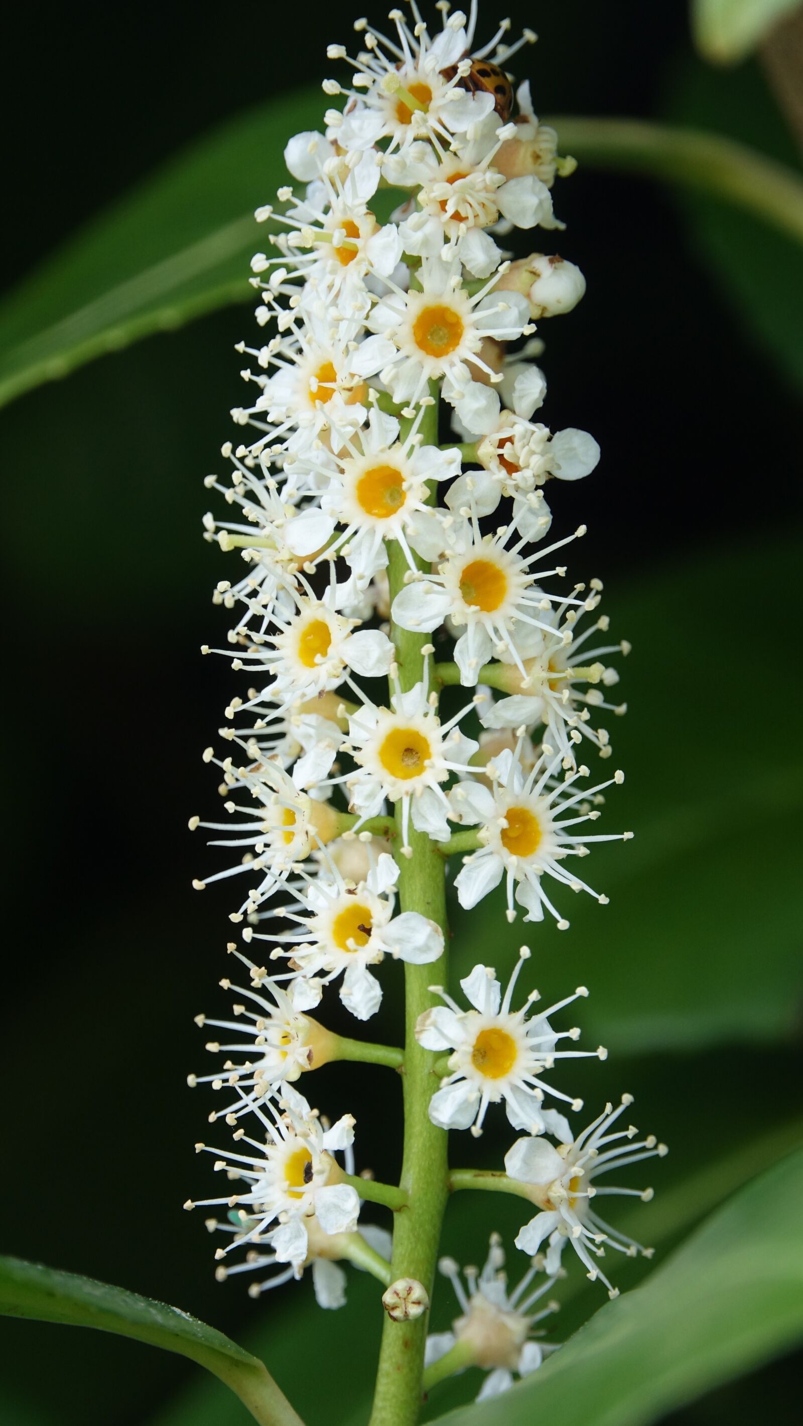 Sony Cyber-shot DSC-RX10 III sample photo. Nature, flower, laurel hedge photography