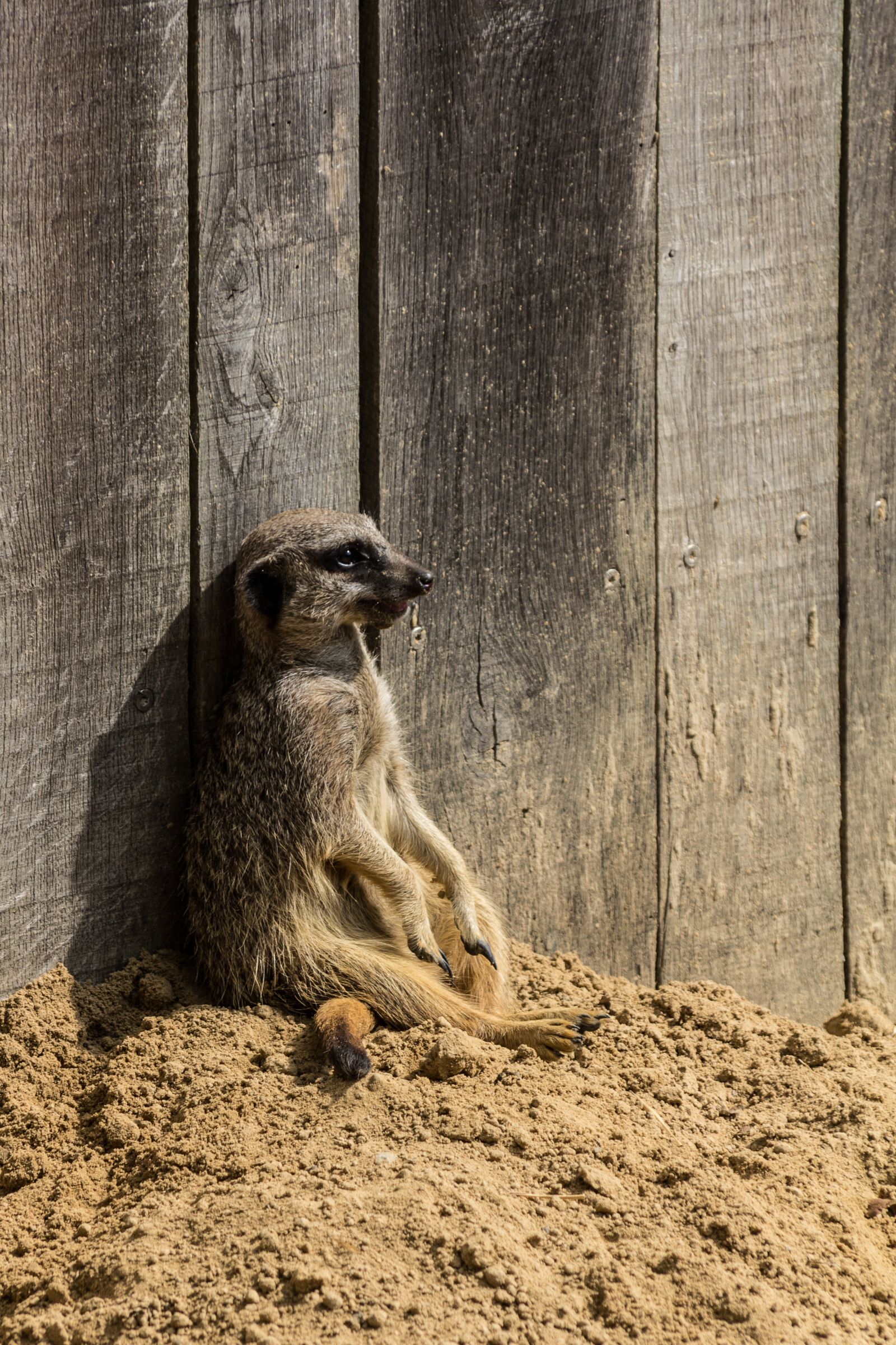 Canon EOS 60D sample photo. Meerkat, animals, nature photography