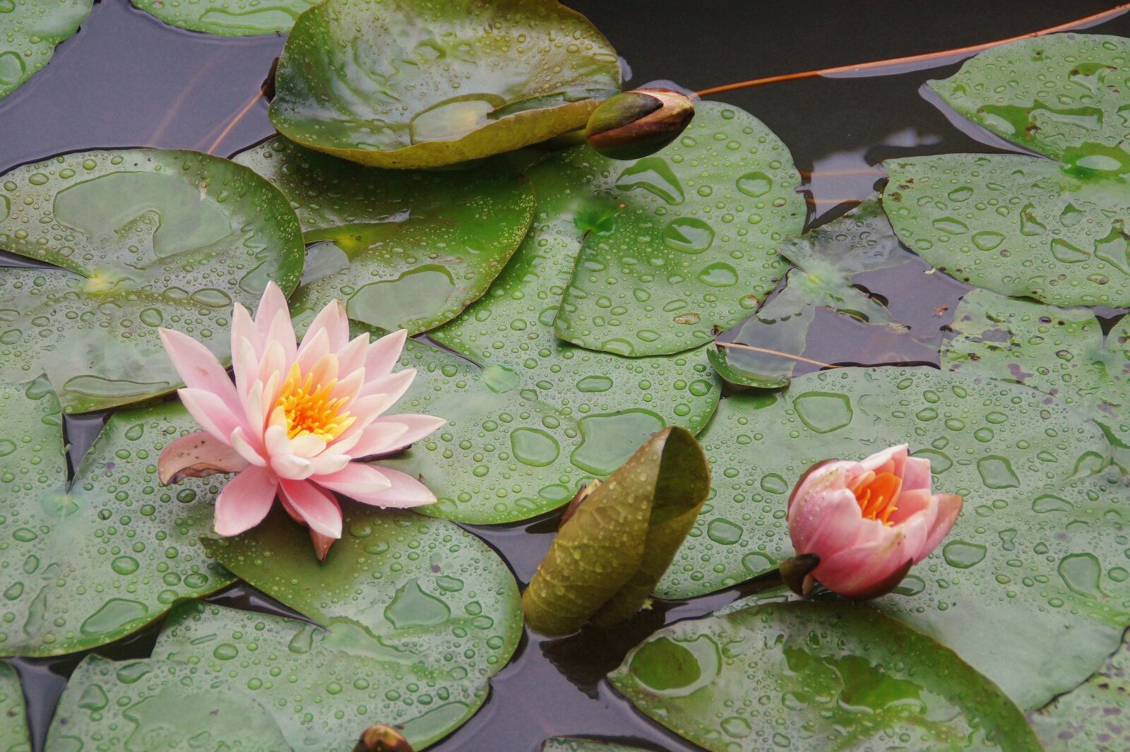 Sony SLT-A33 sample photo. Peachy, waterlily, flower photography