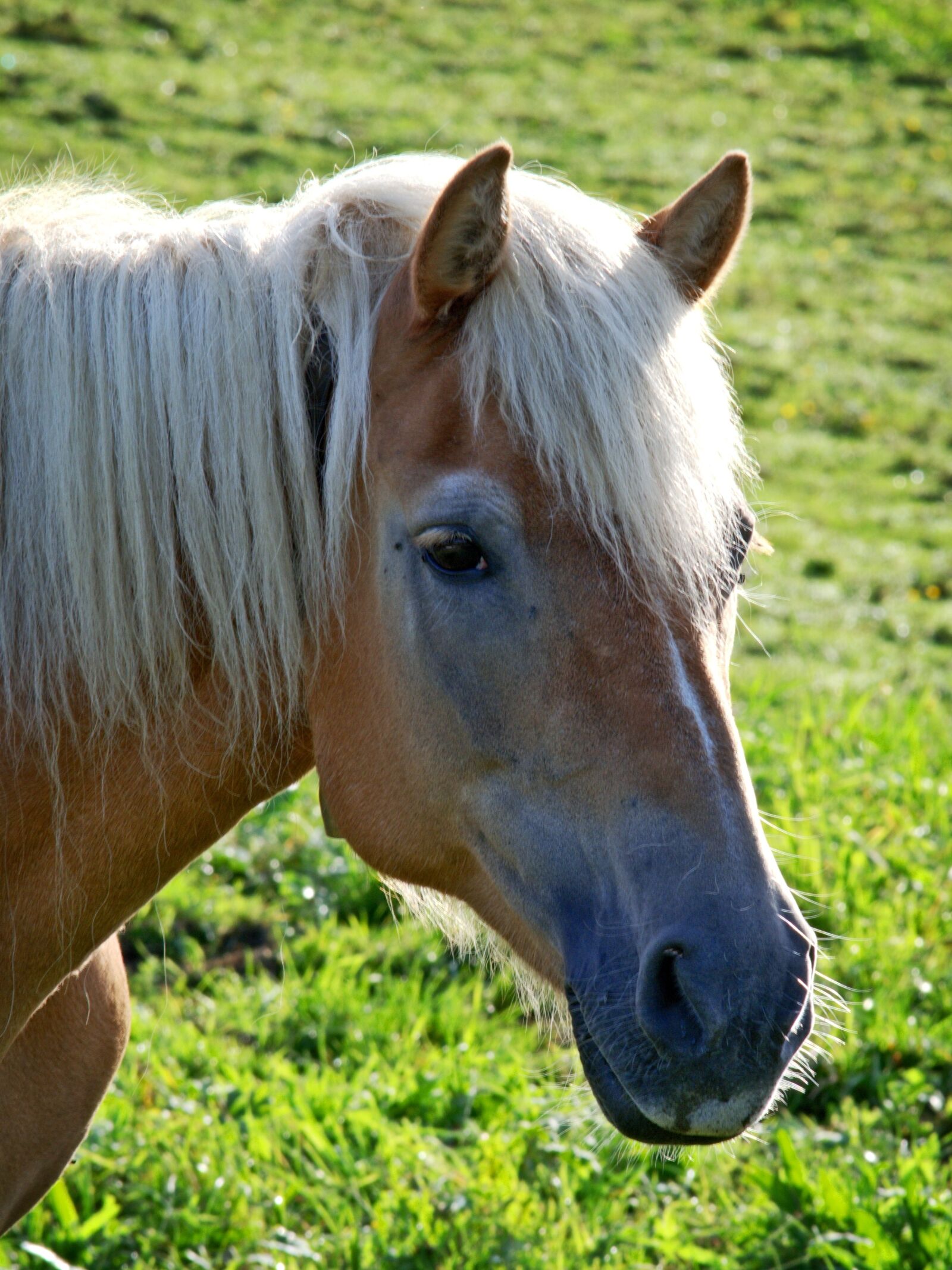 55.0-200.0mm f/4.0-f/5.6 sample photo. Horse, head, horse head photography