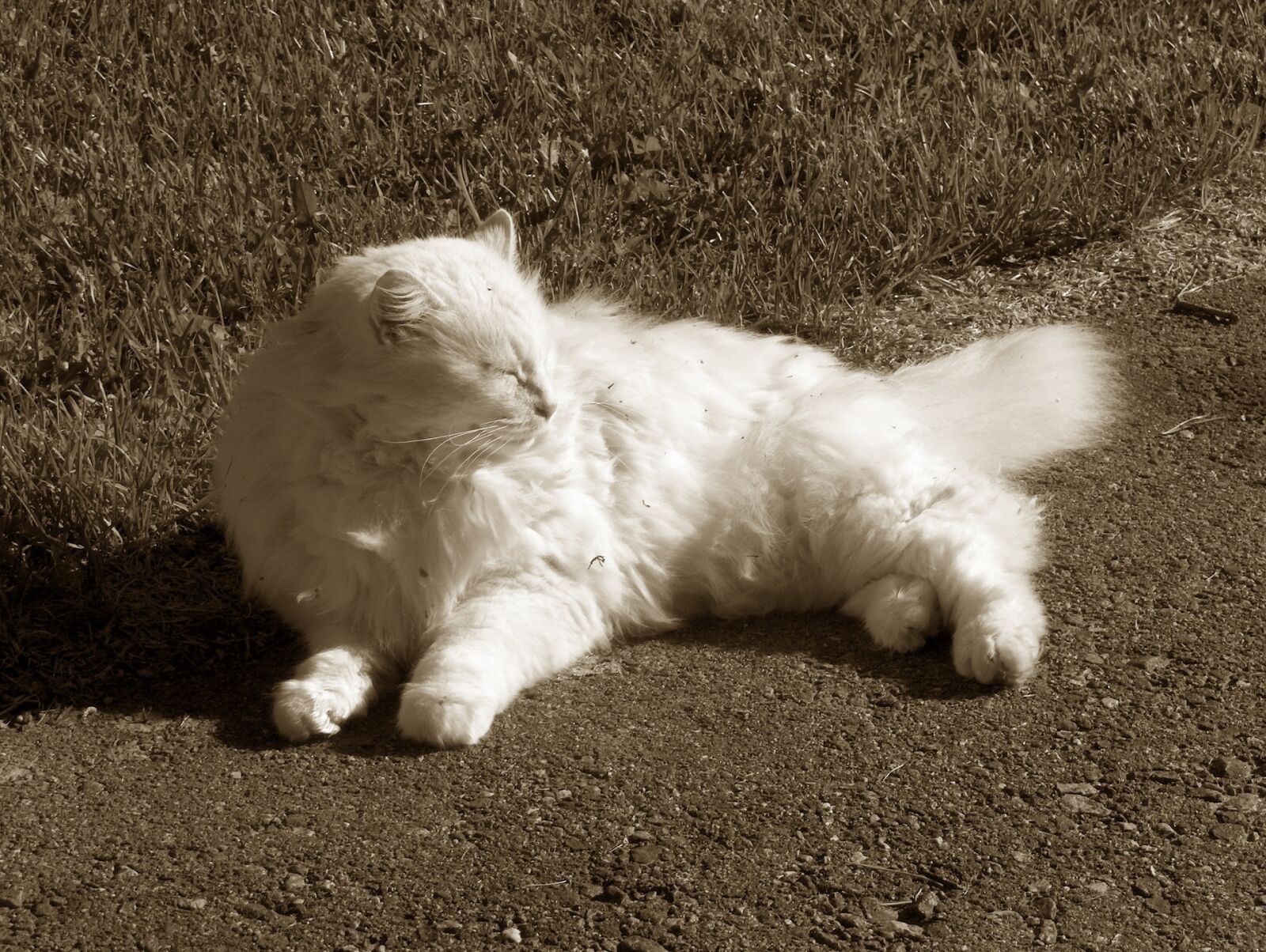 HP PHOTOSMART R707 (V01.00) sample photo. Cat, white, sleeping photography