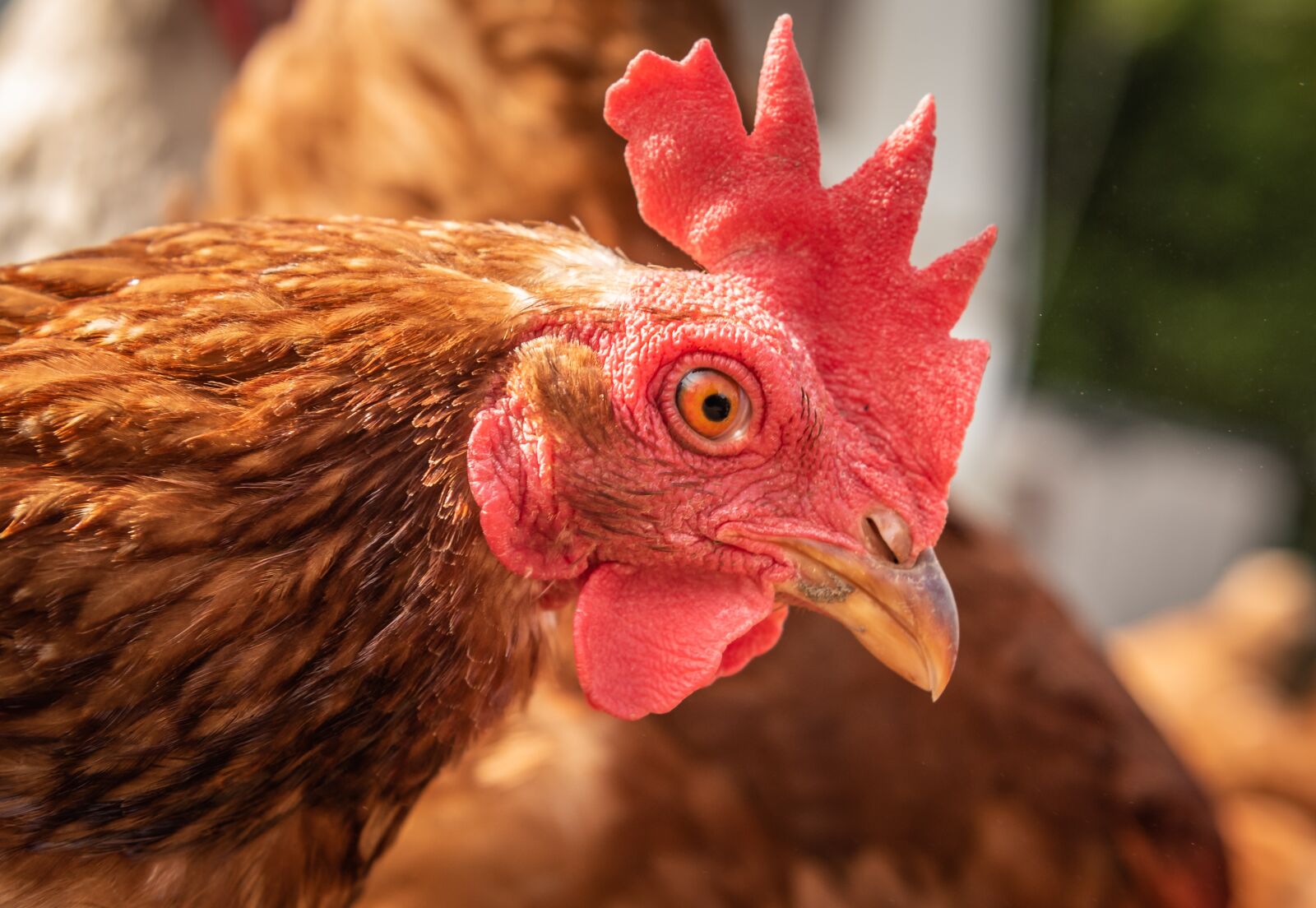Nikon D750 sample photo. Hen, farm, outdoor photography