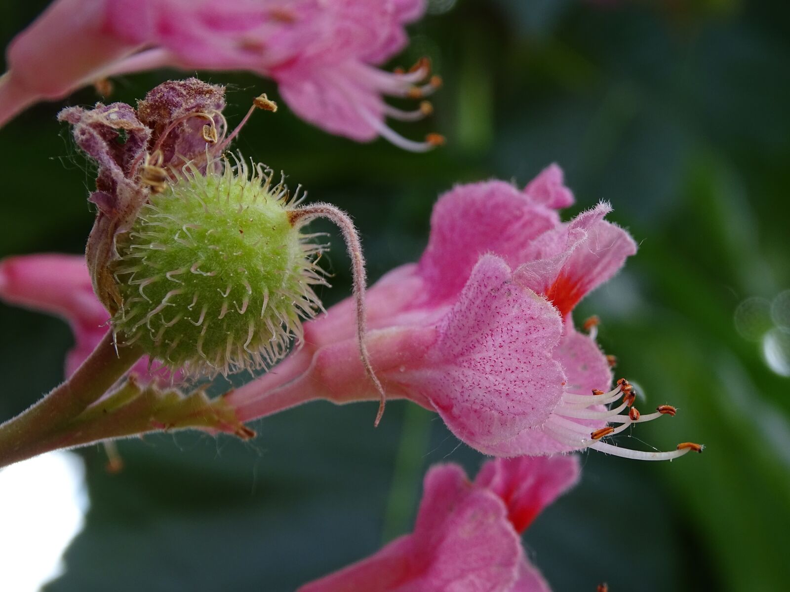 Sony Cyber-shot DSC-HX400V sample photo. Chestnut, flower, pink photography