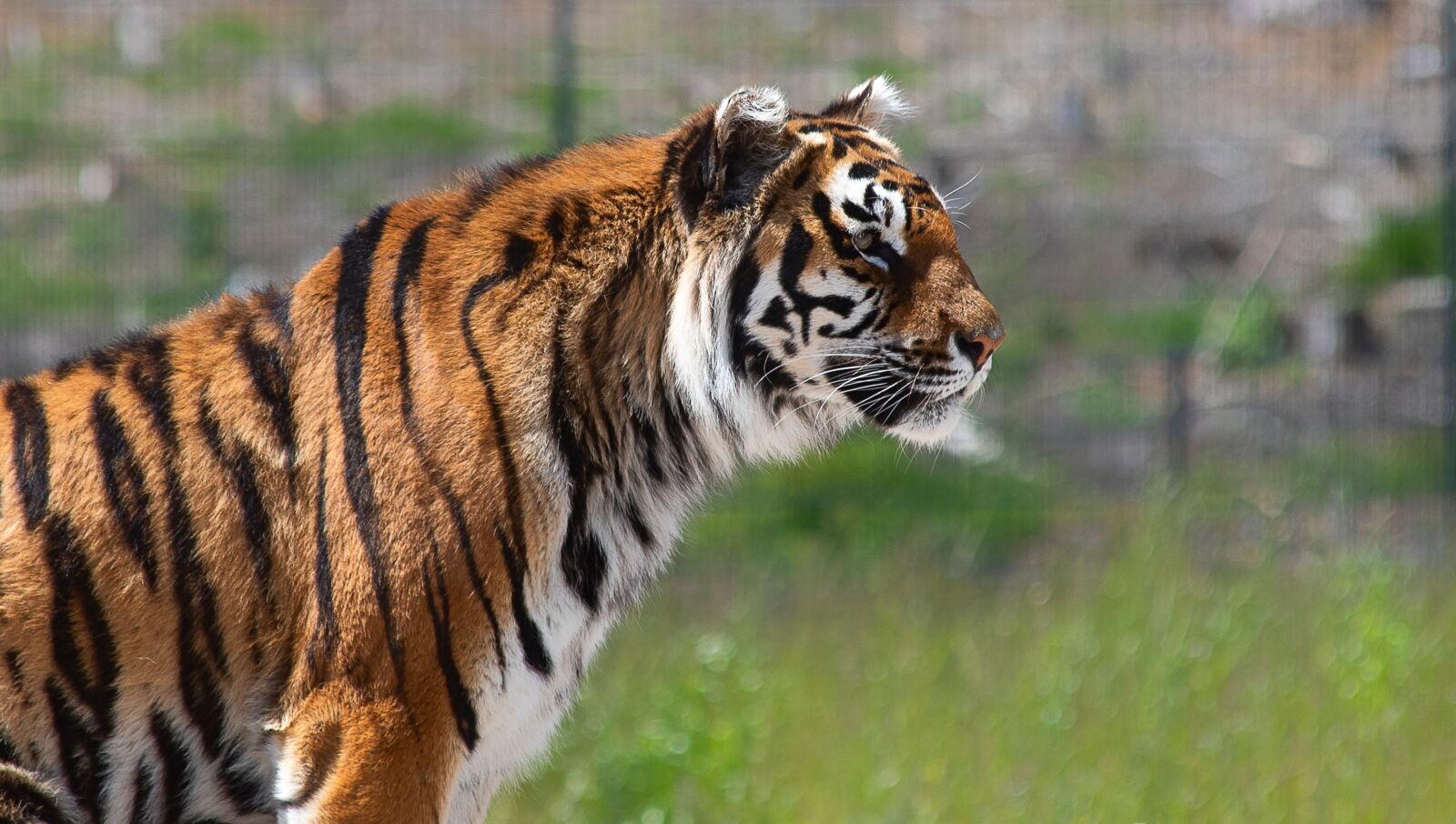 Canon EF 70-300mm F4-5.6 IS USM sample photo. Tiger, mammal, animal photography