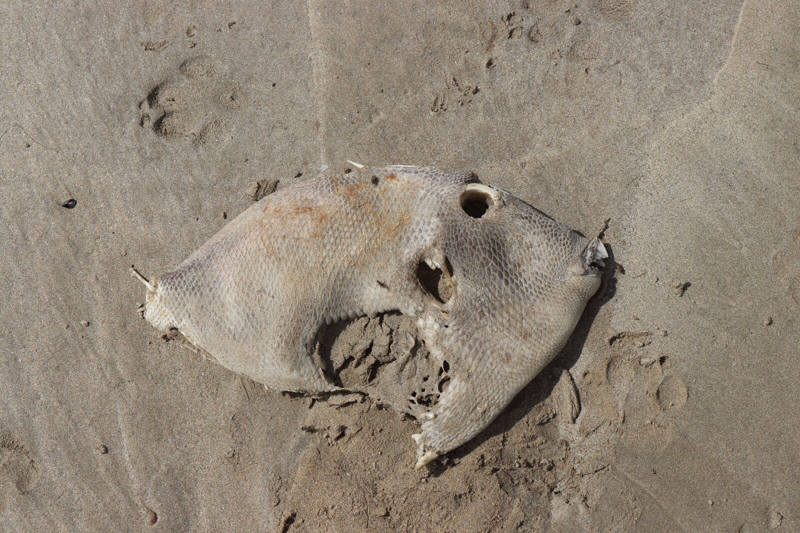 Canon EF-S 18-135mm F3.5-5.6 IS USM sample photo. Fish, dead, flat fish photography