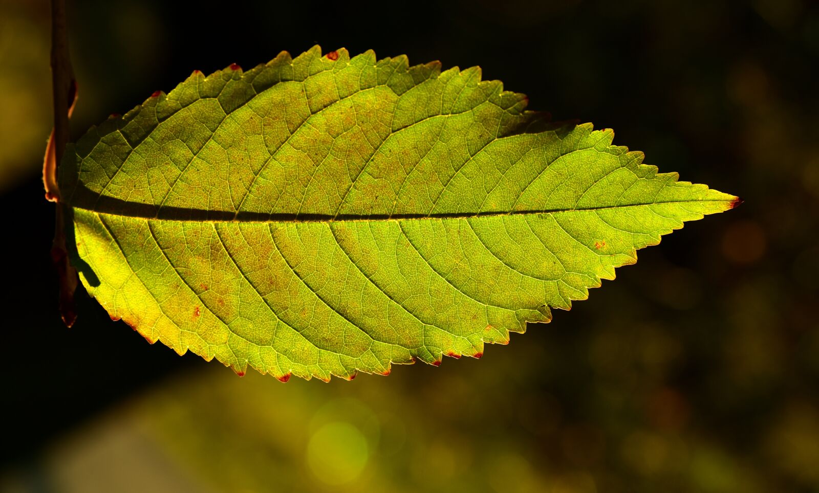 Nikon D750 sample photo. Beech leaf, backlighting, autumn photography