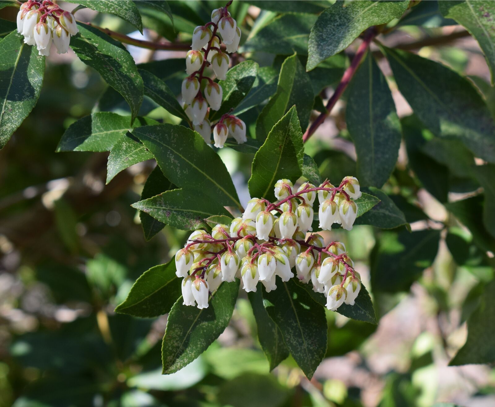 Nikon D3300 sample photo. Andromeda flowers, andromeda, shrub photography