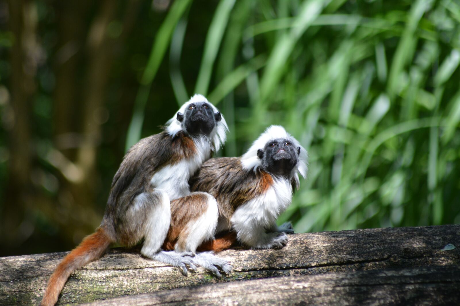 Nikon D5200 sample photo. Animal, nature, animal world photography