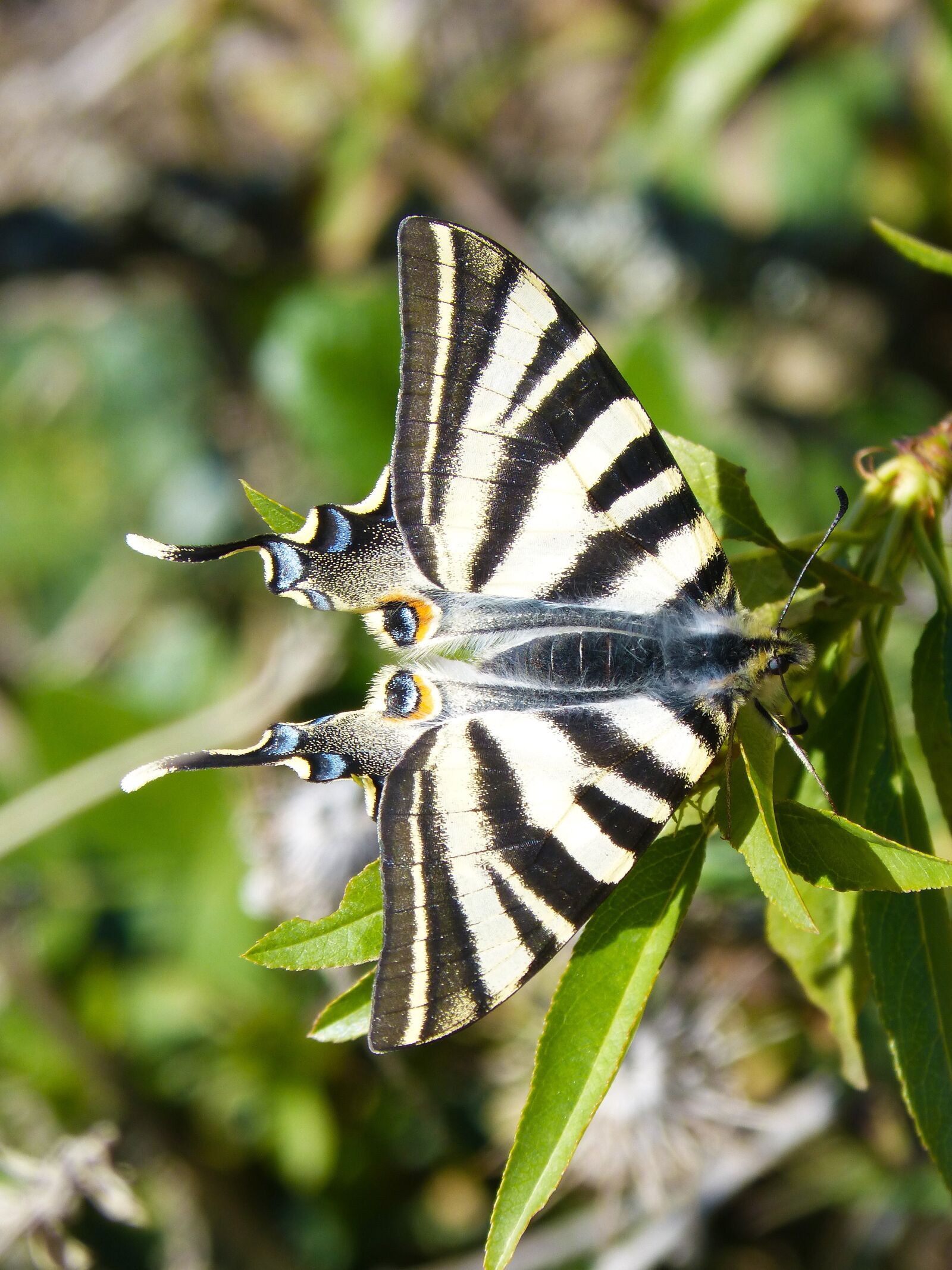 Panasonic DMC-FZ62 sample photo. Butterfly, scarce swallowtail, chupaleche photography
