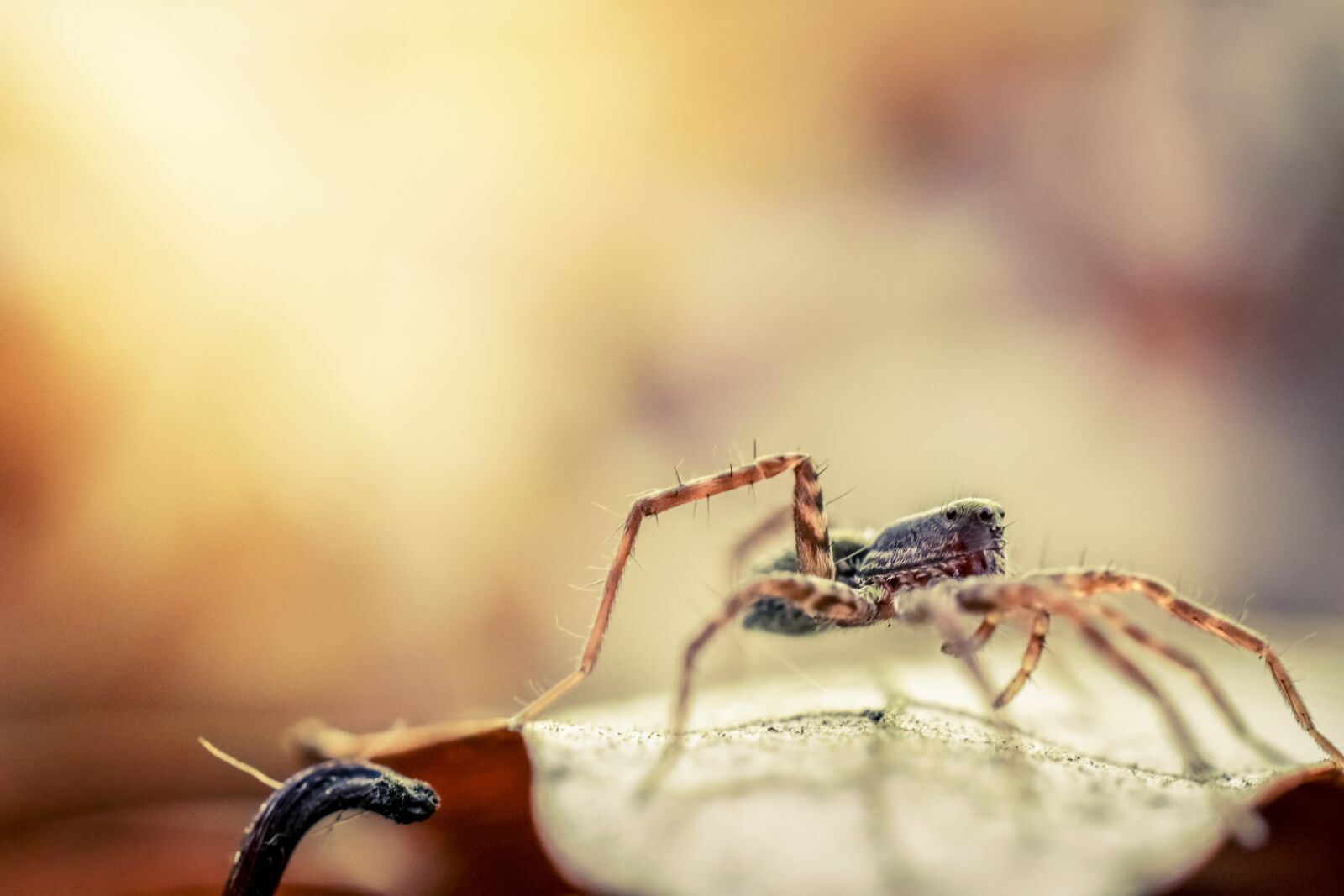 Nikon D7200 sample photo. Spider, macro, insect photography