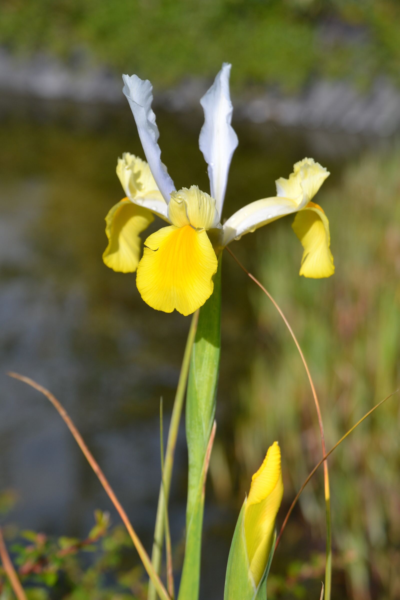 Nikon D3100 sample photo. Dutch iris, may flower photography