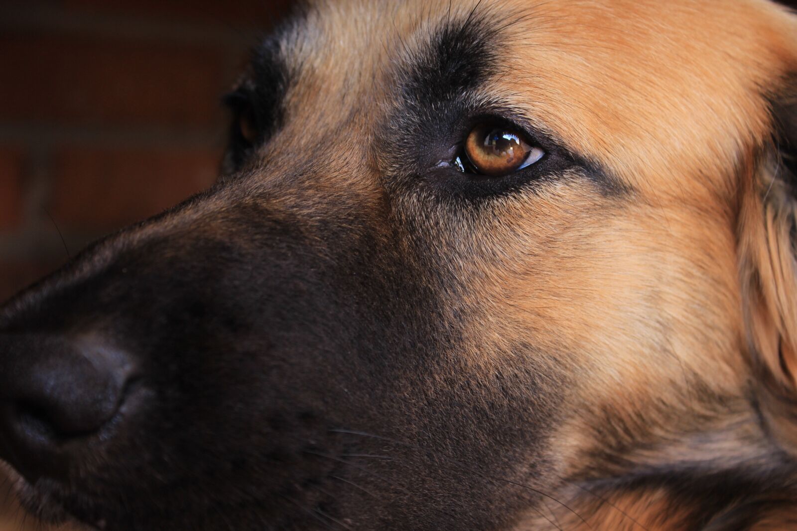 Canon EOS 600D (Rebel EOS T3i / EOS Kiss X5) sample photo. Mammals, dog, canidae photography