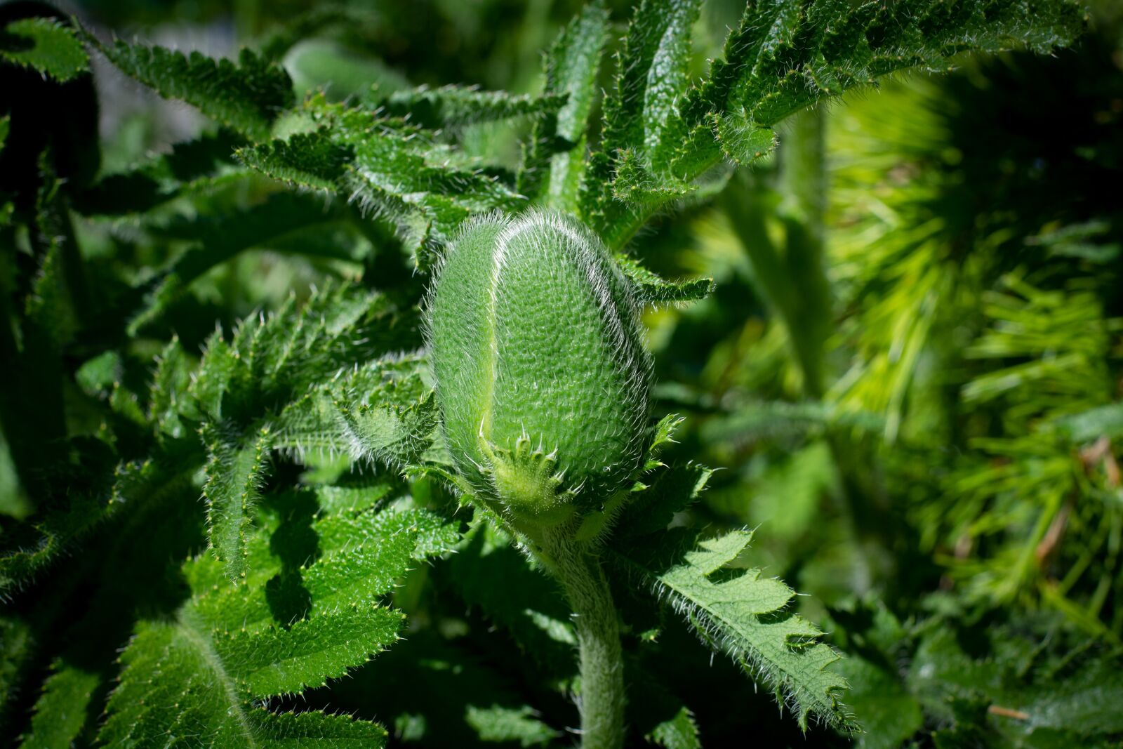 Nikon D7100 sample photo. Poppy, plant, green photography