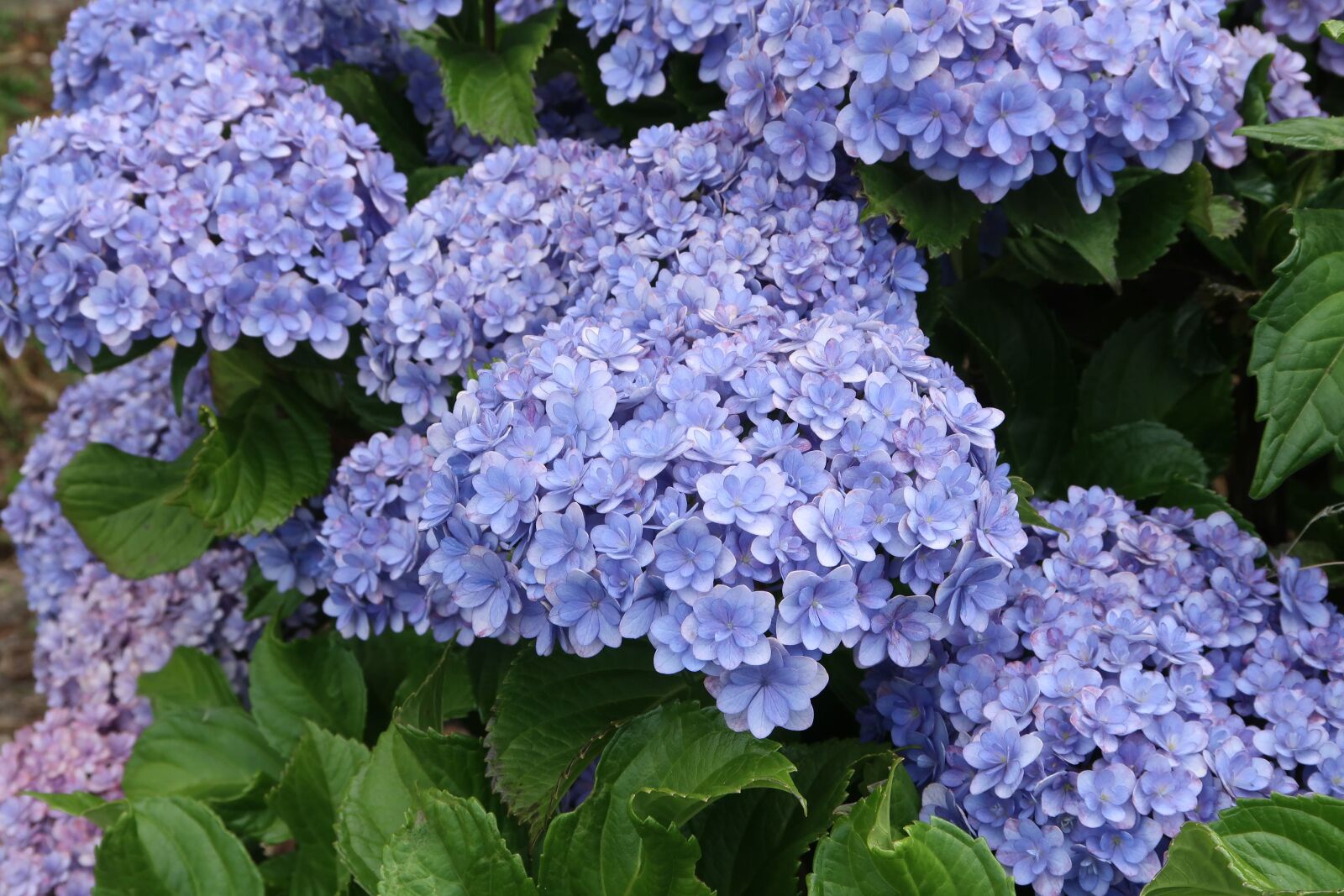 Canon PowerShot G7 X Mark II sample photo. Natural, flowers, hydrangea photography