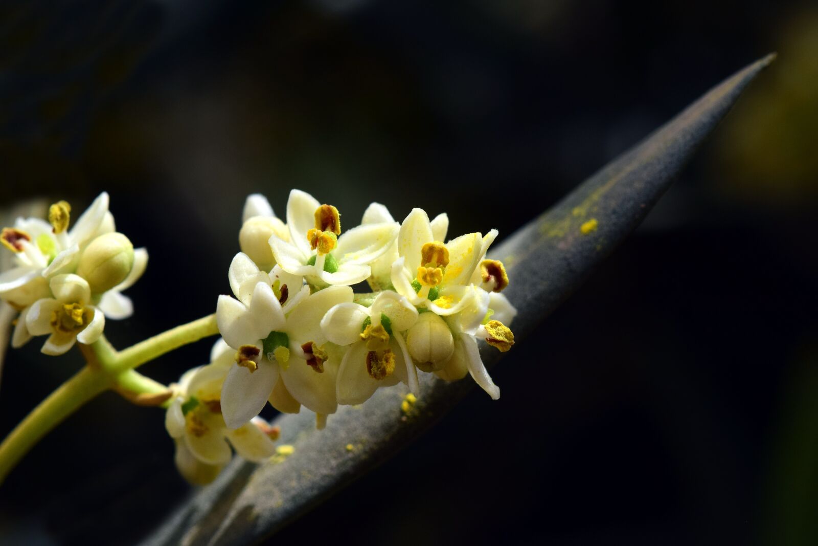 Nikon D3300 sample photo. Blossom, bloom, olive tree photography