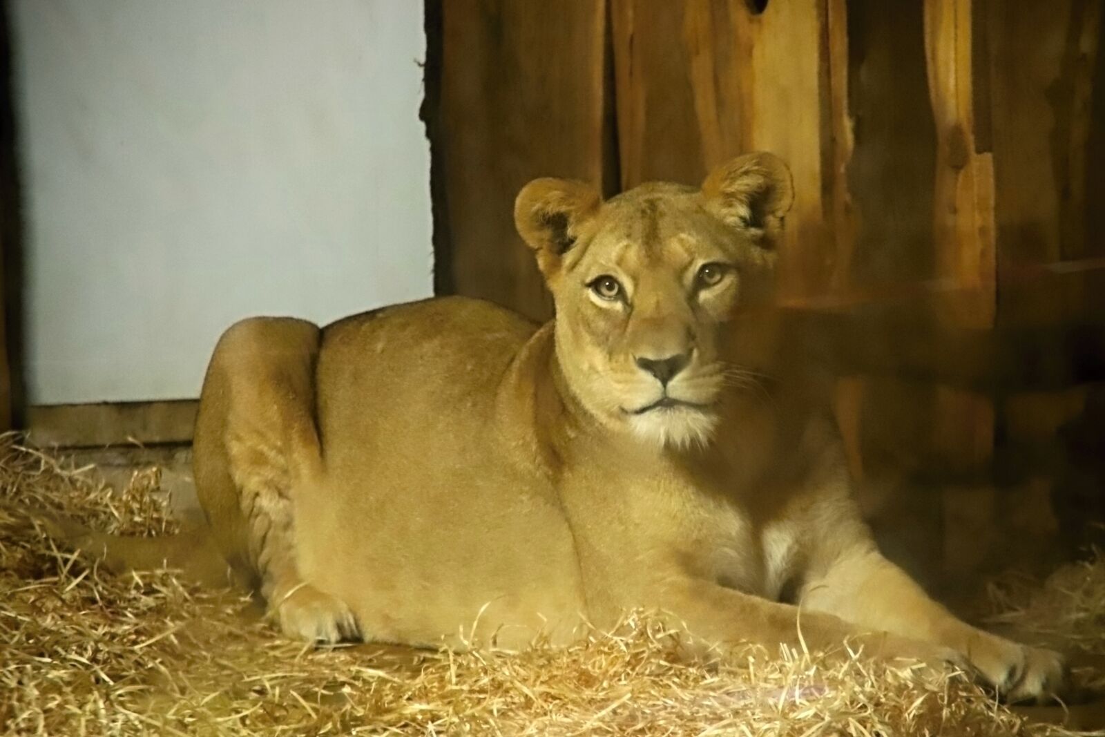 Canon EOS 6D Mark II sample photo. The lion, lioness, zoo photography