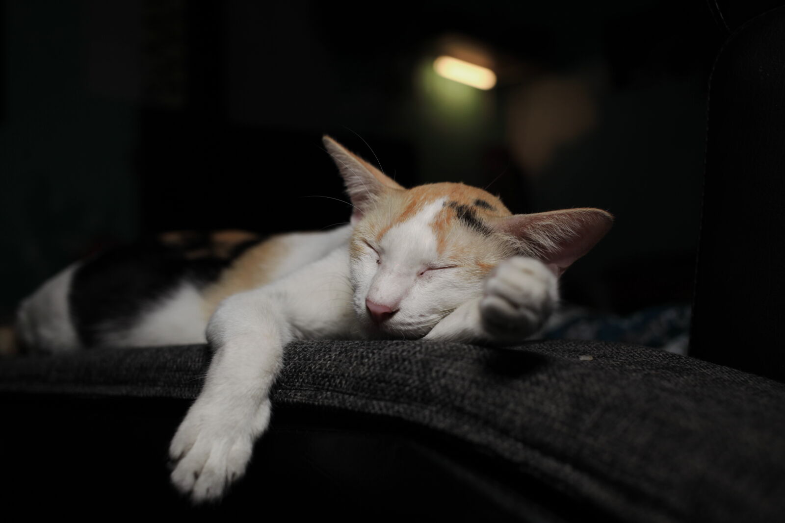 Canon EF 40mm F2.8 STM sample photo