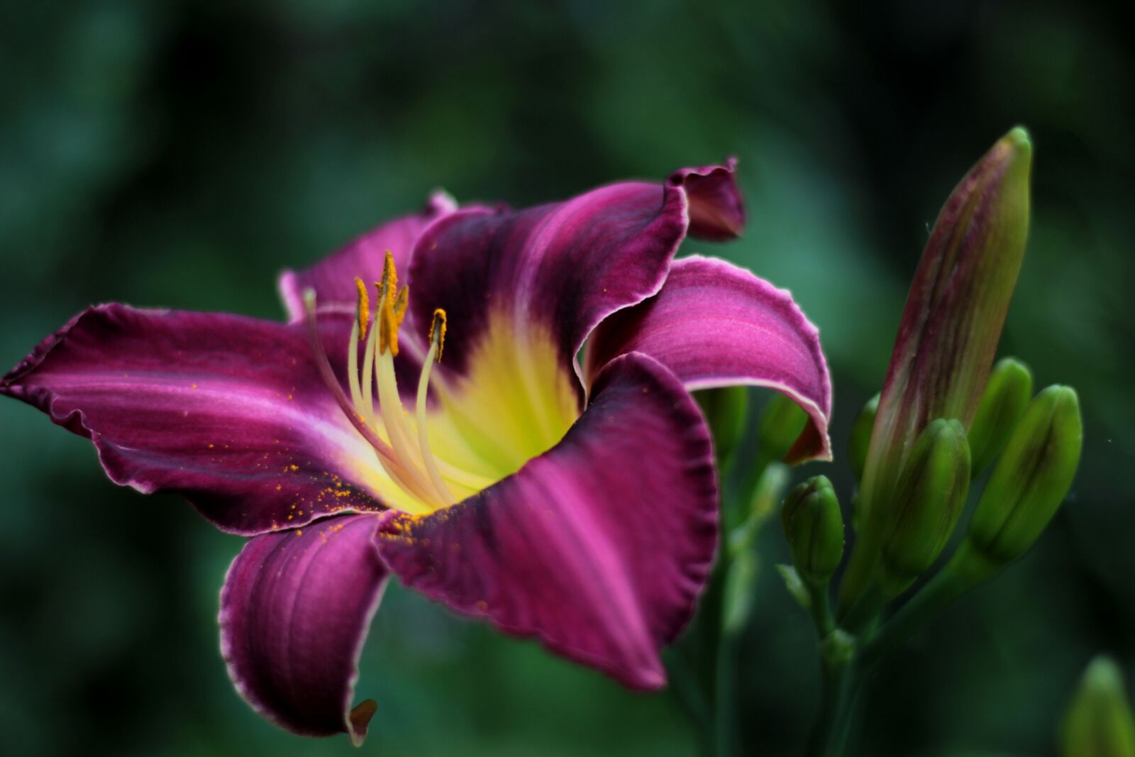 Canon EOS 600D (Rebel EOS T3i / EOS Kiss X5) sample photo. Hemerocallis chicago silver, daylily photography