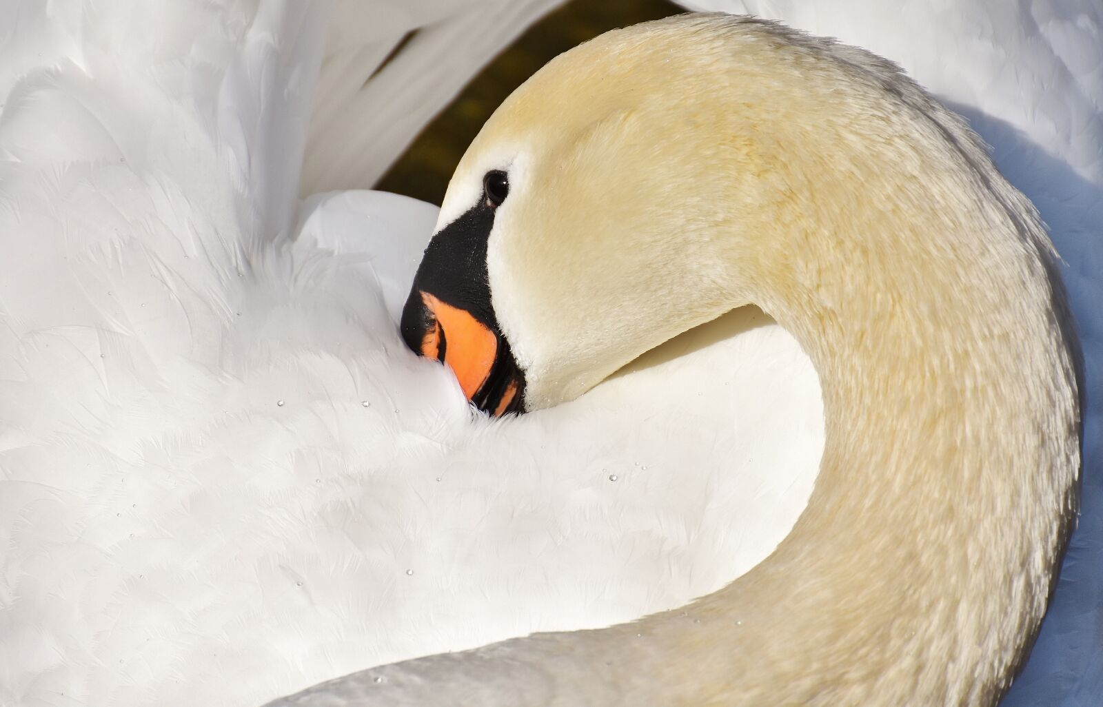 Nikon D7200 sample photo. Swan, elegant, noble photography
