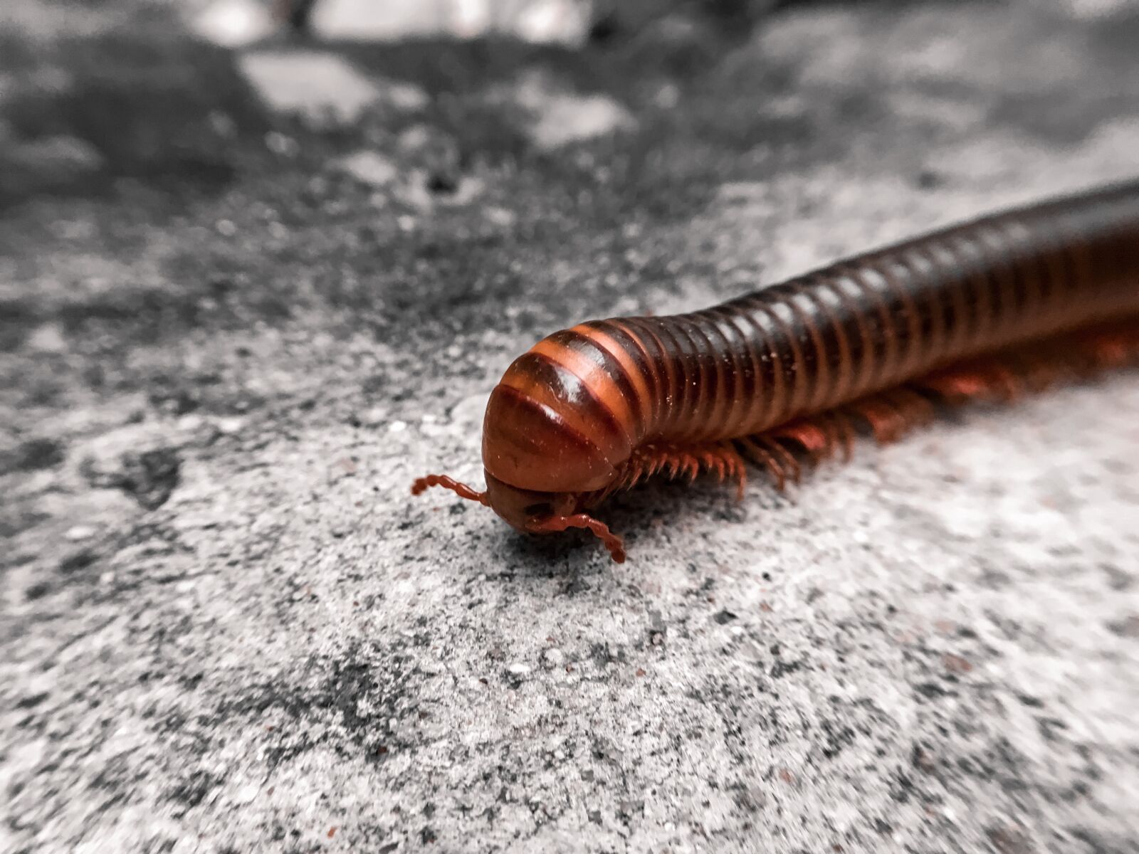 iPhone SE back camera 4.15mm f/2.2 sample photo. Millipede, animal, centipede photography