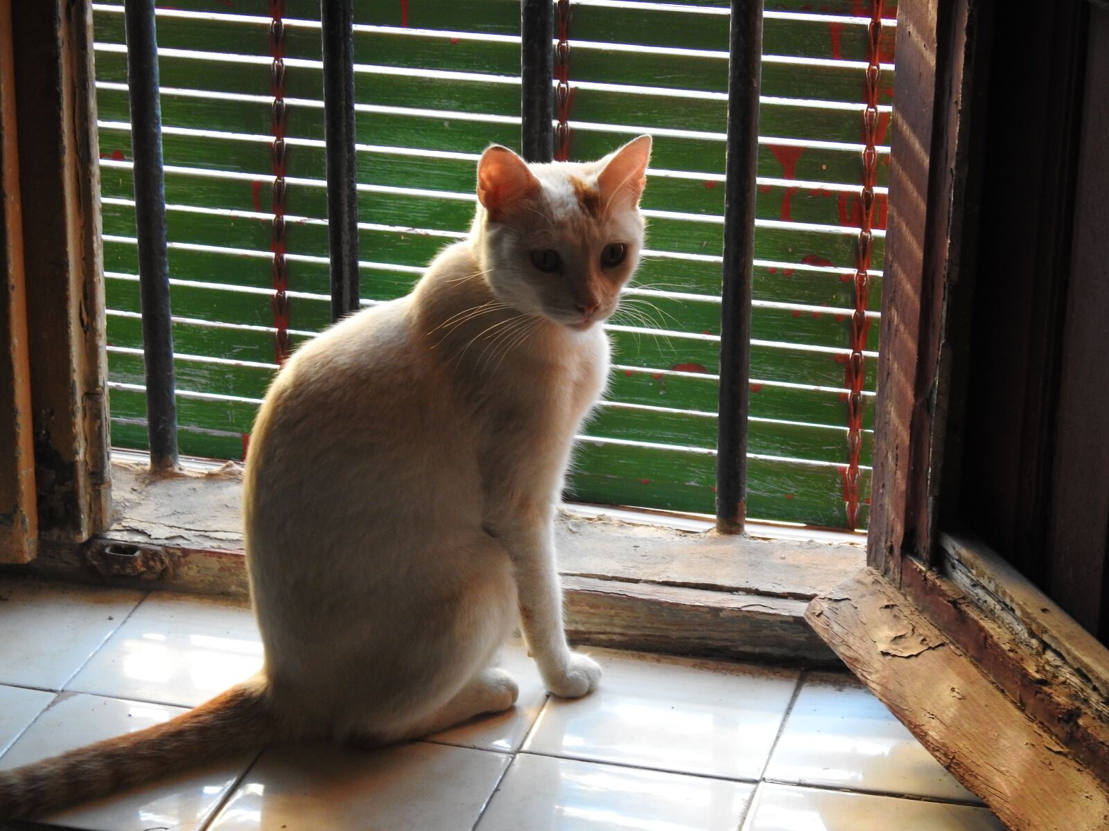 Nikon Coolpix P900 sample photo. Cats, pets, animals photography